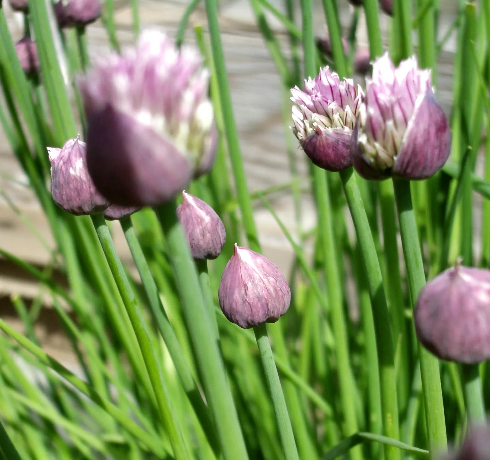 Chives (Allium Schoenoprasum) — Chives (Allium schoenoprasum) are a perennial herb