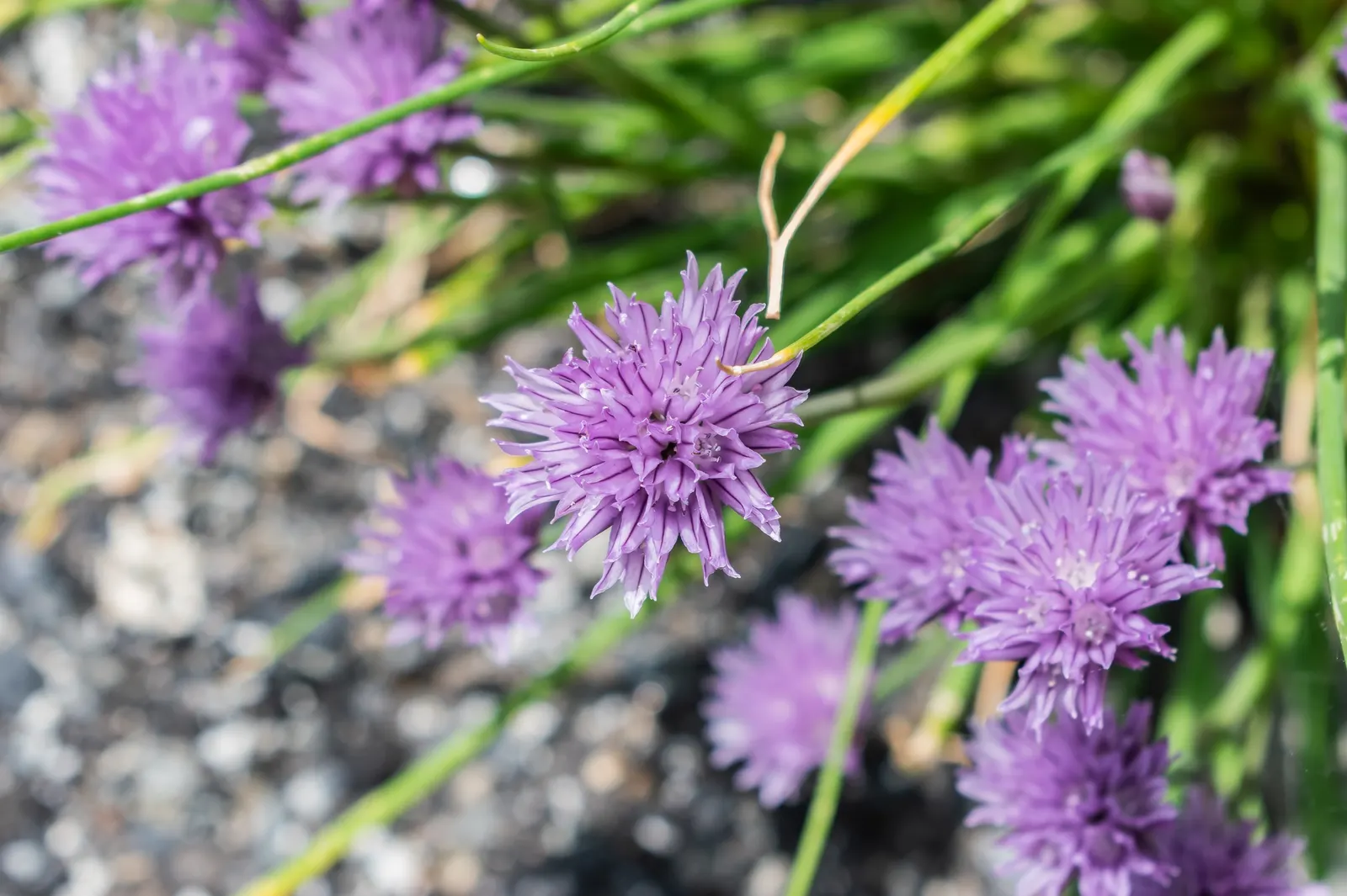 Chives (Allium Schoenoprasum) — chives are not only aesthetically pleasing but are also edible