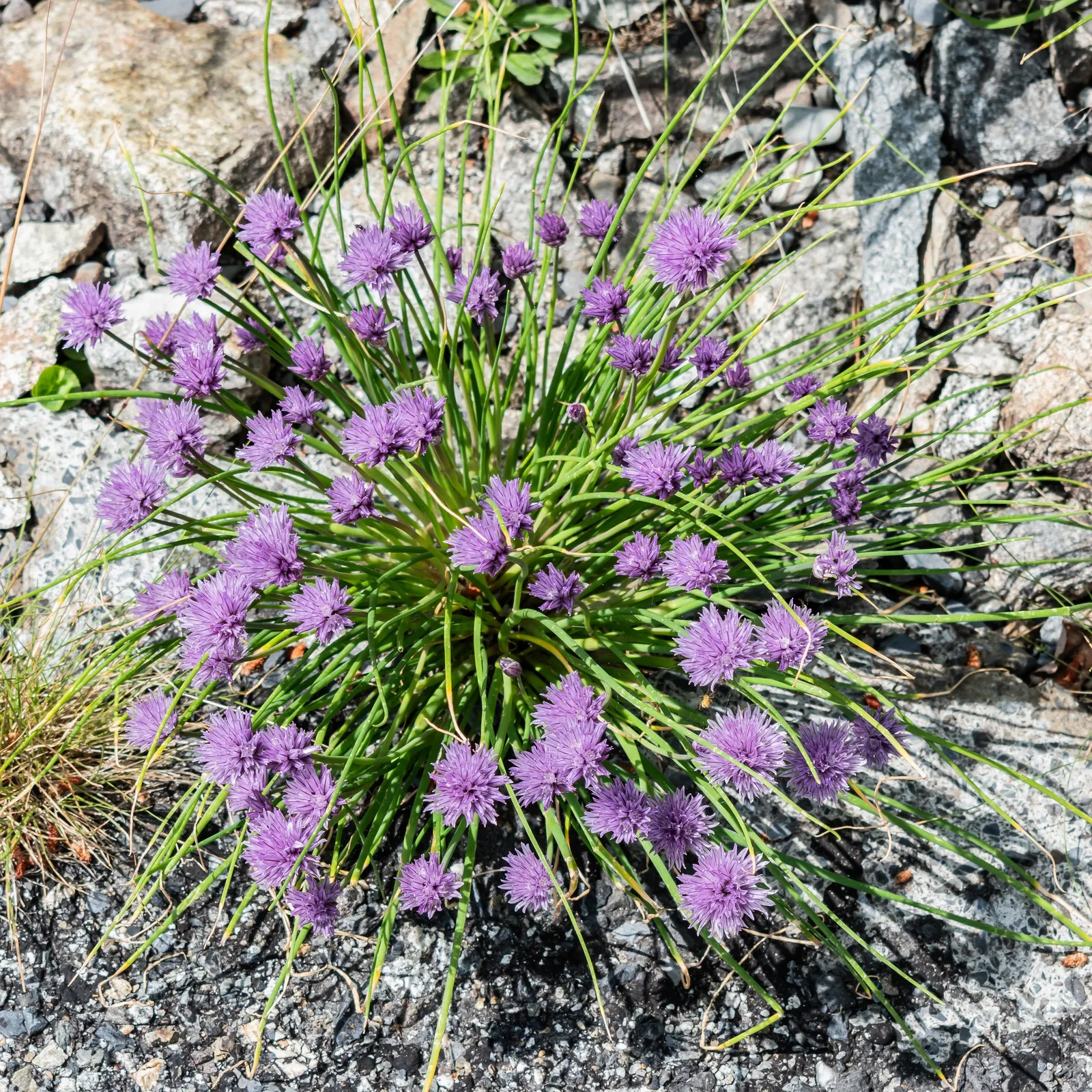 Chives (Allium Schoenoprasum) — Growing to a mature height of 12 to 18 inches; making it a versatile addition to any garden design, image 61