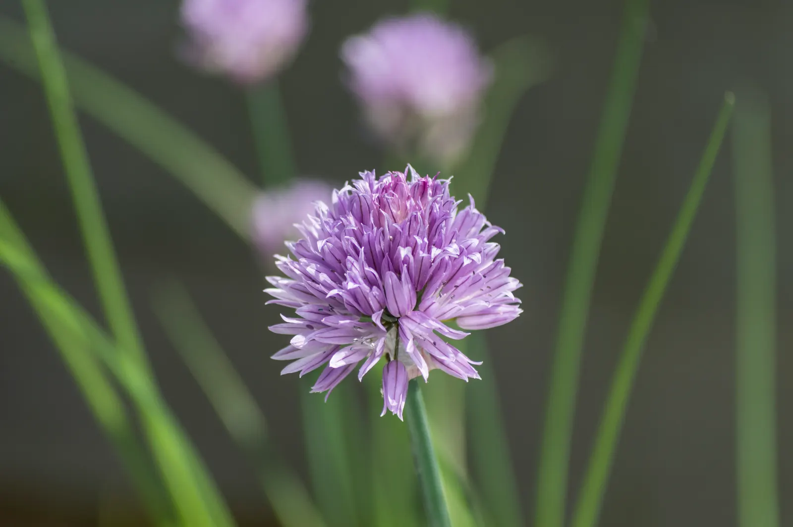 Chives (Allium Schoenoprasum) — Chives (Allium schoenoprasum) are a perennial herb; hardy in USDA zones 4-8, they thrive in full sun to partial, image 105