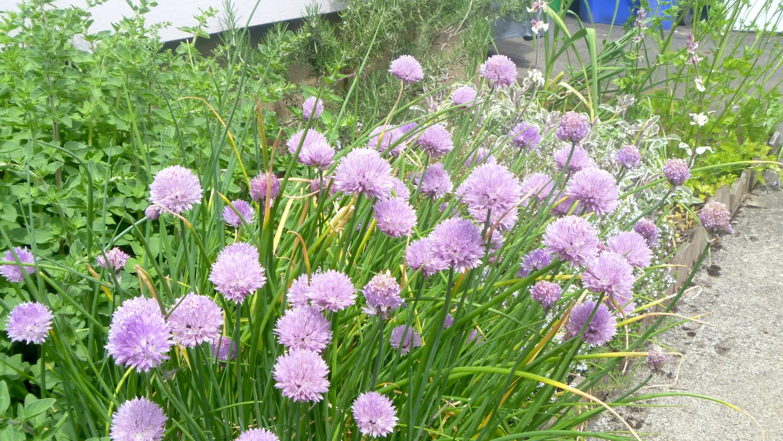 Chives (Allium Schoenoprasum) — By late spring to early summer, chives produce charming, globular, pale purple flowers atop slender stems; hardy in, image 66