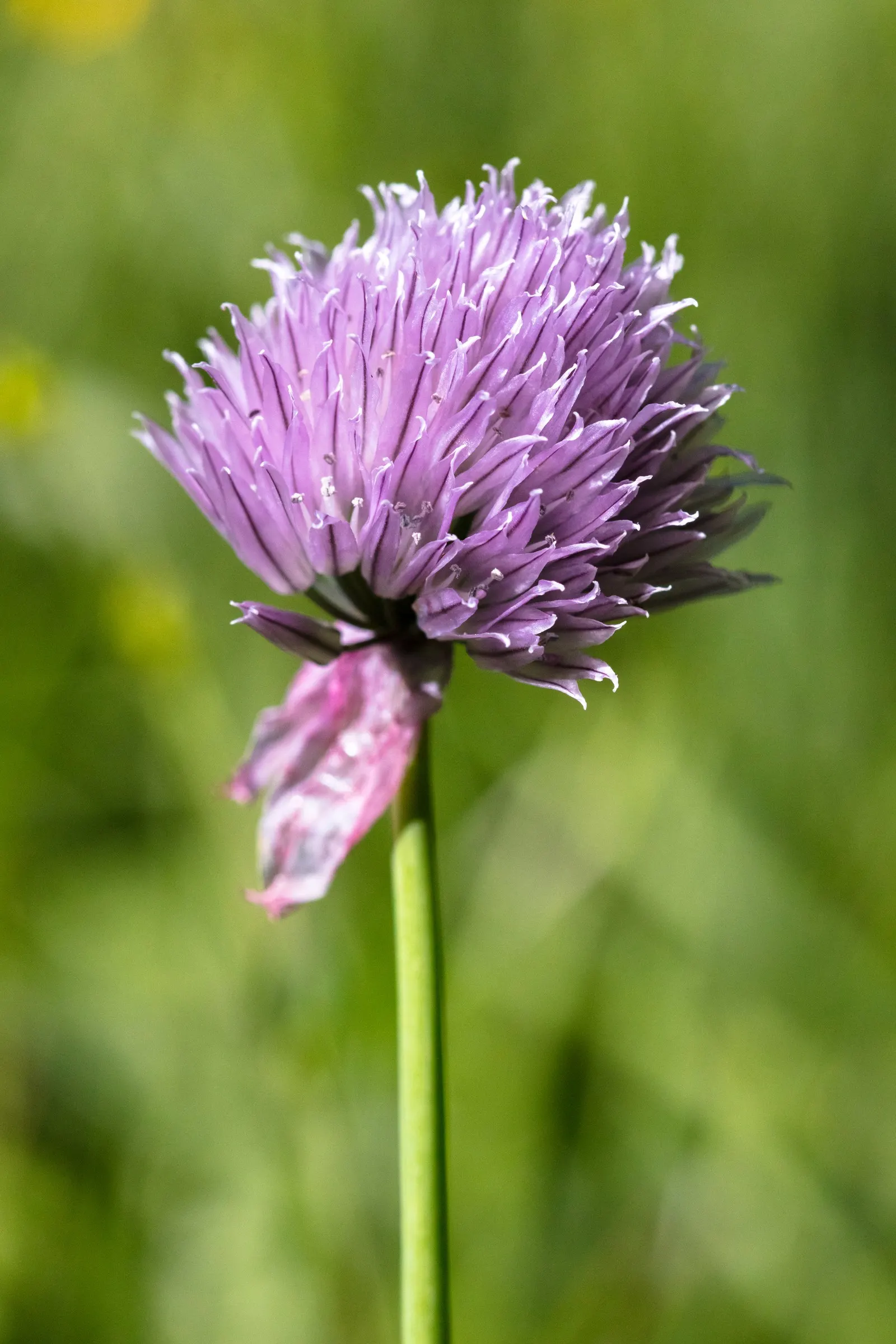 Chives (Allium Schoenoprasum) — bringing with them a fresh; clusters of tube-shaped foliage reach up to 12-18 inches in height, offering a fresh, image 64