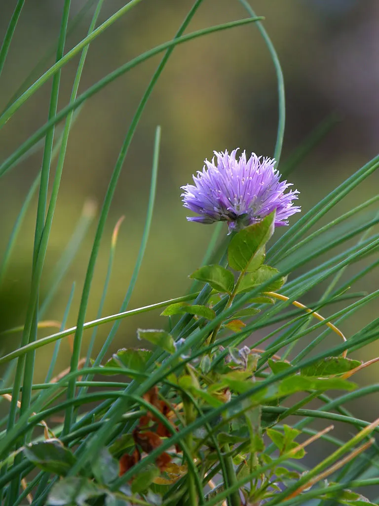Chives (Allium Schoenoprasum) — Chives (Allium schoenoprasum) are a perennial herb; hardy in USDA zones 4-8, they thrive in full sun to partial shade and