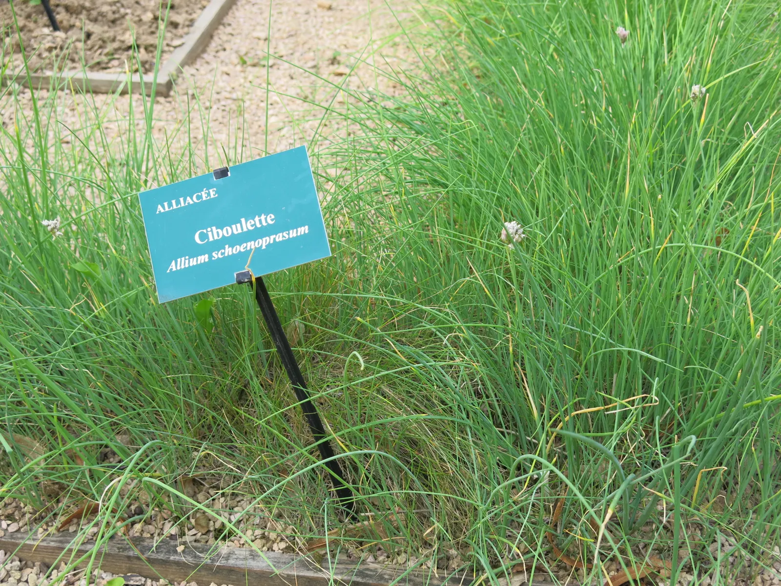 Chives (Allium Schoenoprasum) — adding a splash of color and are particularly attractive to pollinators such as bees and butterflies; summer flowers attract