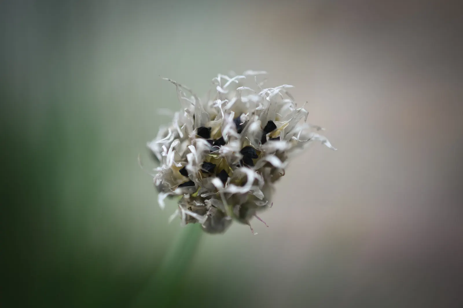 Chives (Allium Schoenoprasum) — making them a strong perennial choice; bulb for full or half