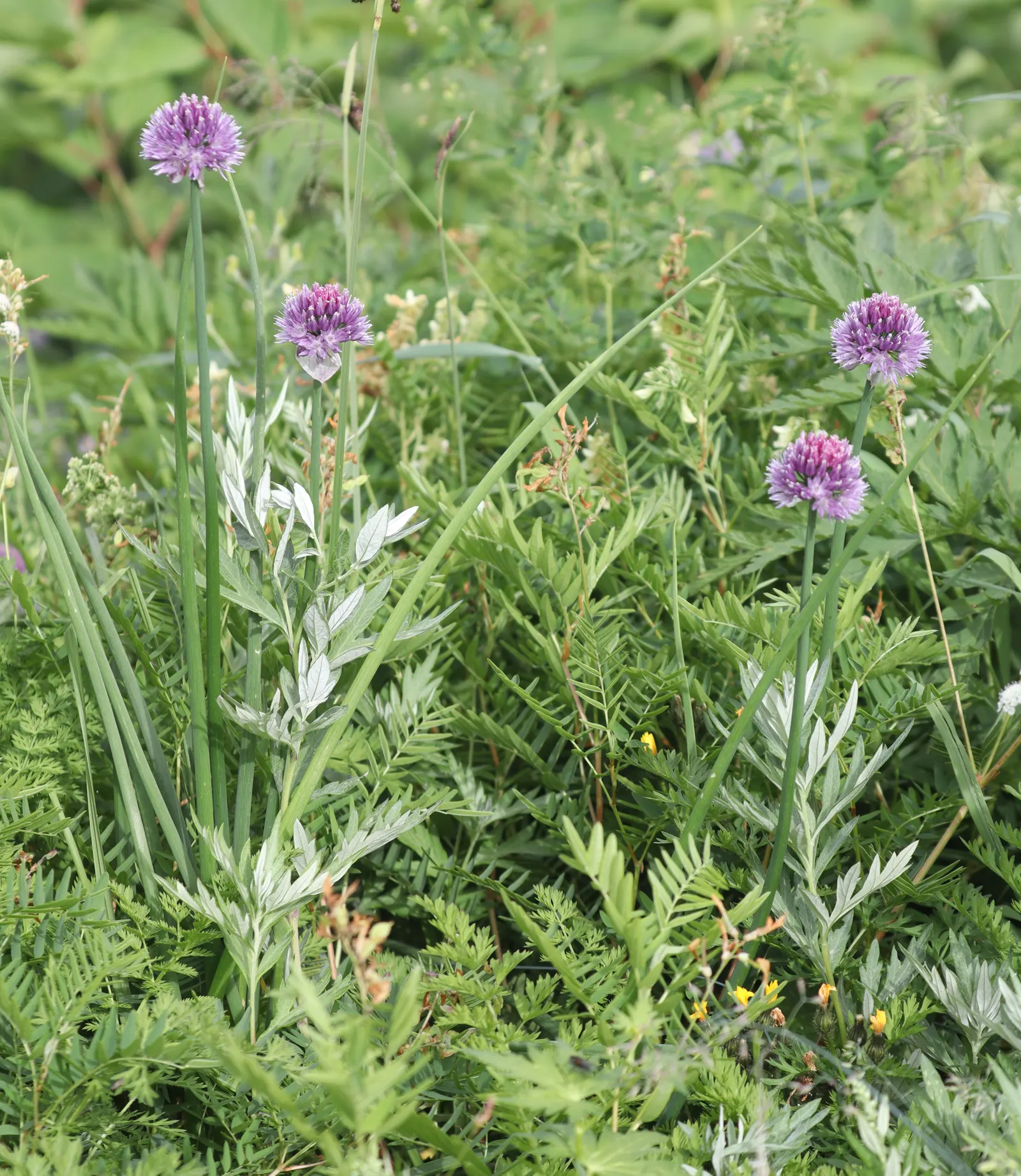 Chives (Allium Schoenoprasum) — bulb for full or half; with both leaves and flowers being suitable for culinary use, image 104