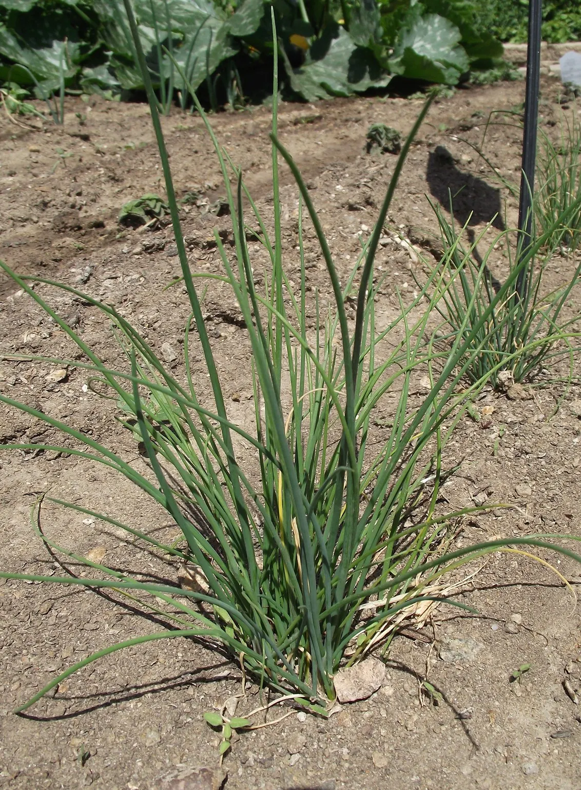 Chives (Allium Schoenoprasum) — with both leaves and flowers being suitable for culinary use; valued for their onion-flavored leaves and charming, image 75