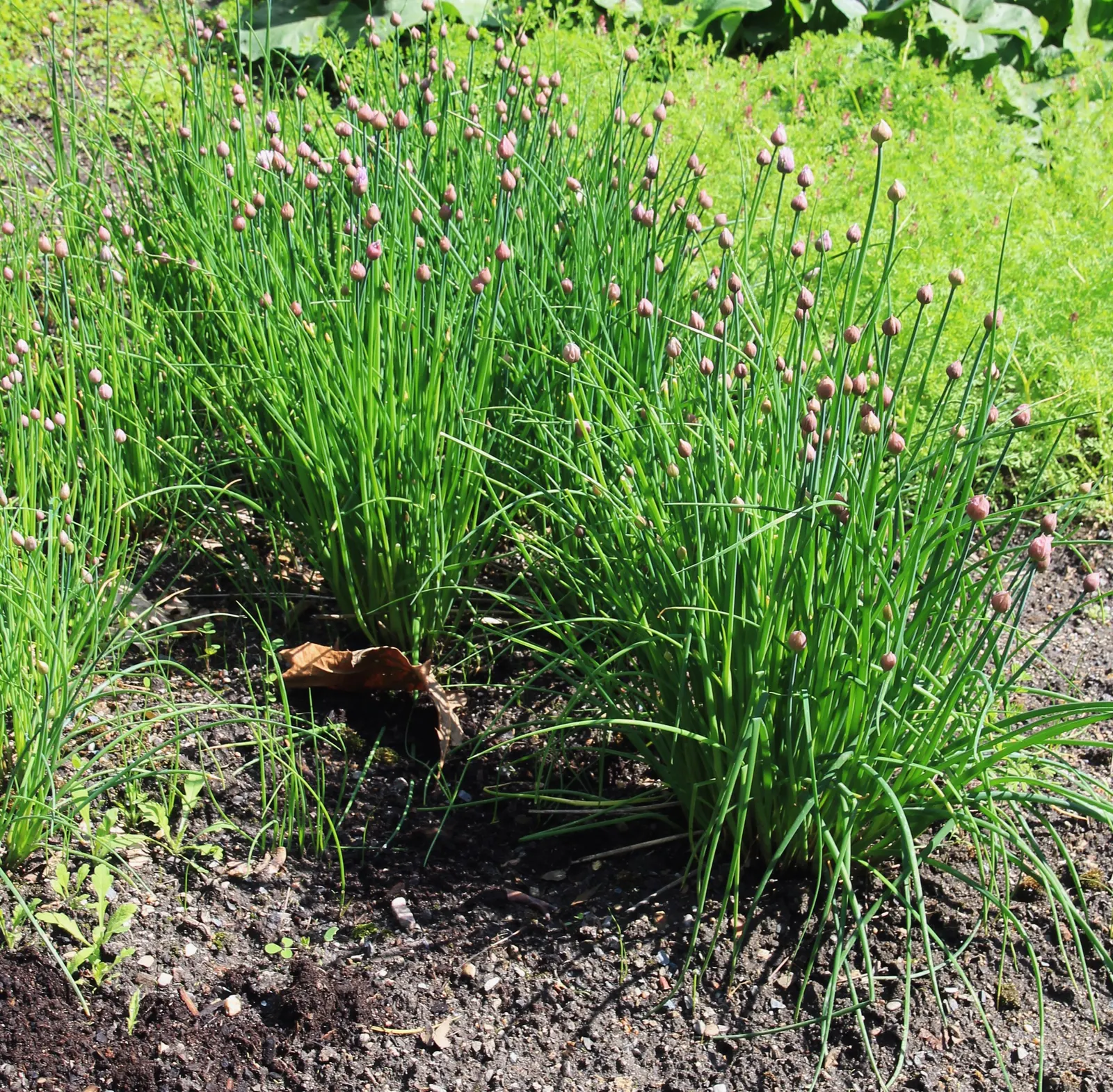 Chives (Allium Schoenoprasum) — Hardy in USDA zones 4-8, they thrive in full sun to partial shade and prefer well-drained soil