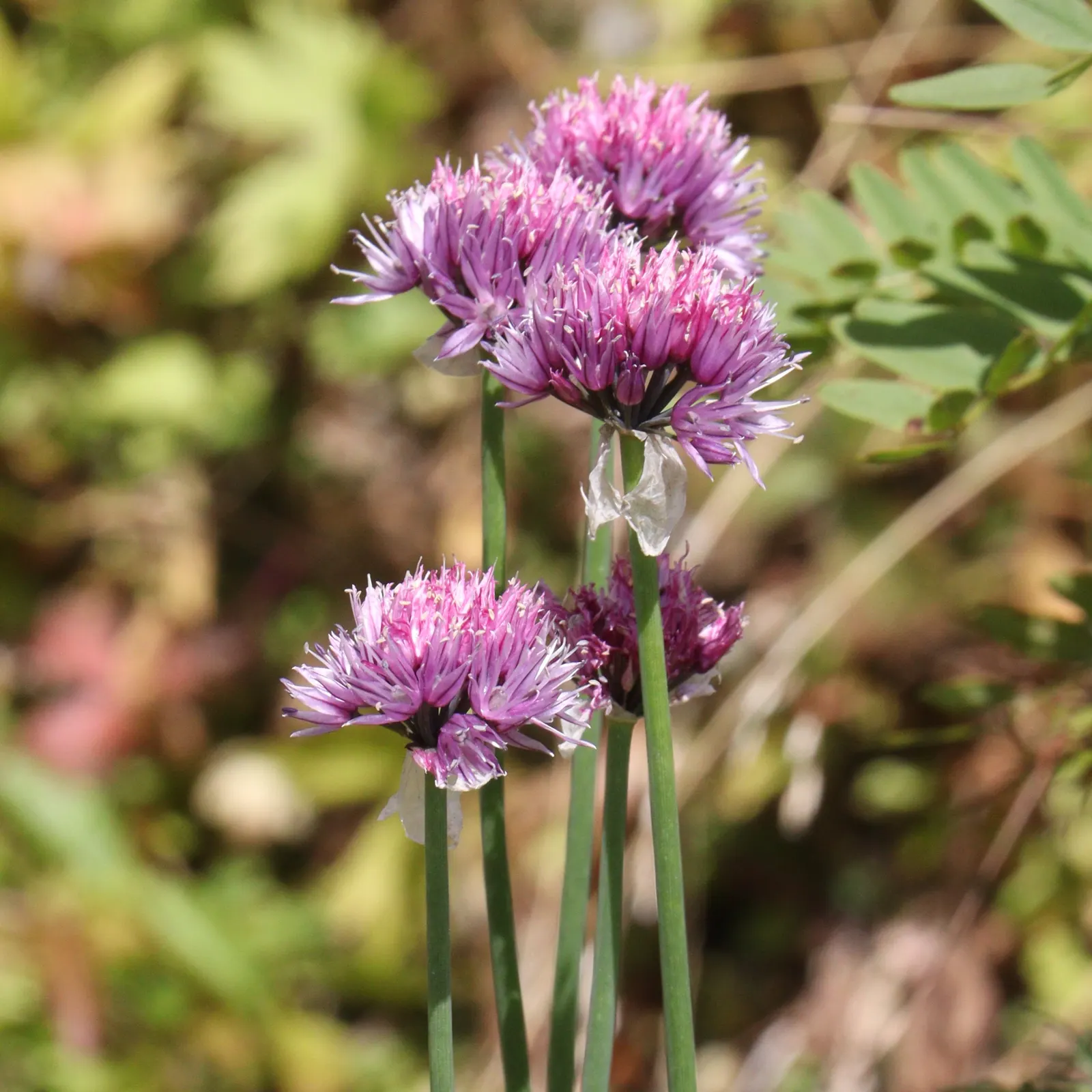 Chives (Allium Schoenoprasum) — Hardy in USDA zones 4-8, they thrive in full sun to partial shade and prefer well-drained soil; bulb with lavender, image 56