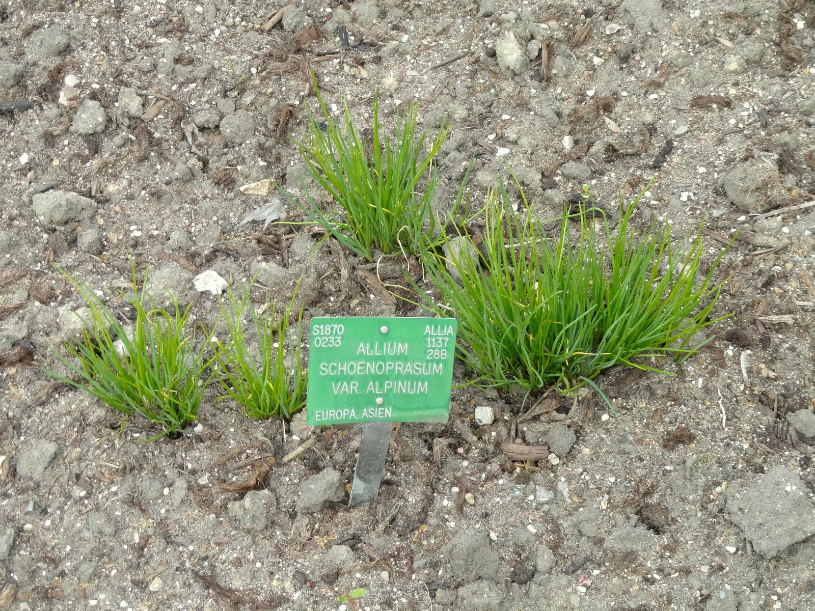 Chives (Allium Schoenoprasum) — Clusters of tube-shaped foliage reach up to 12-18 inches in height, offering a fresh green hue to any garden; these, image 107