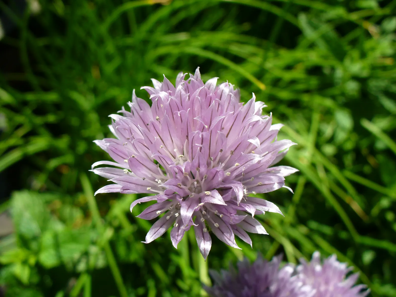 Chives (Allium Schoenoprasum) — By late spring to early summer, chives produce charming, globular, pale purple flowers atop slender stems