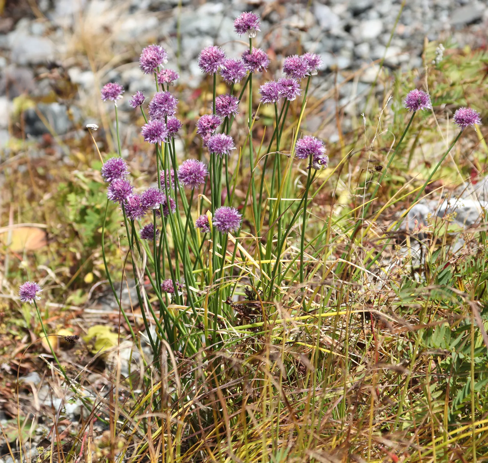 Chives (Allium Schoenoprasum) — Summer flowers attract pollinators, making them a dual-purpose addition: culinary and ornamental; space plants, image 83