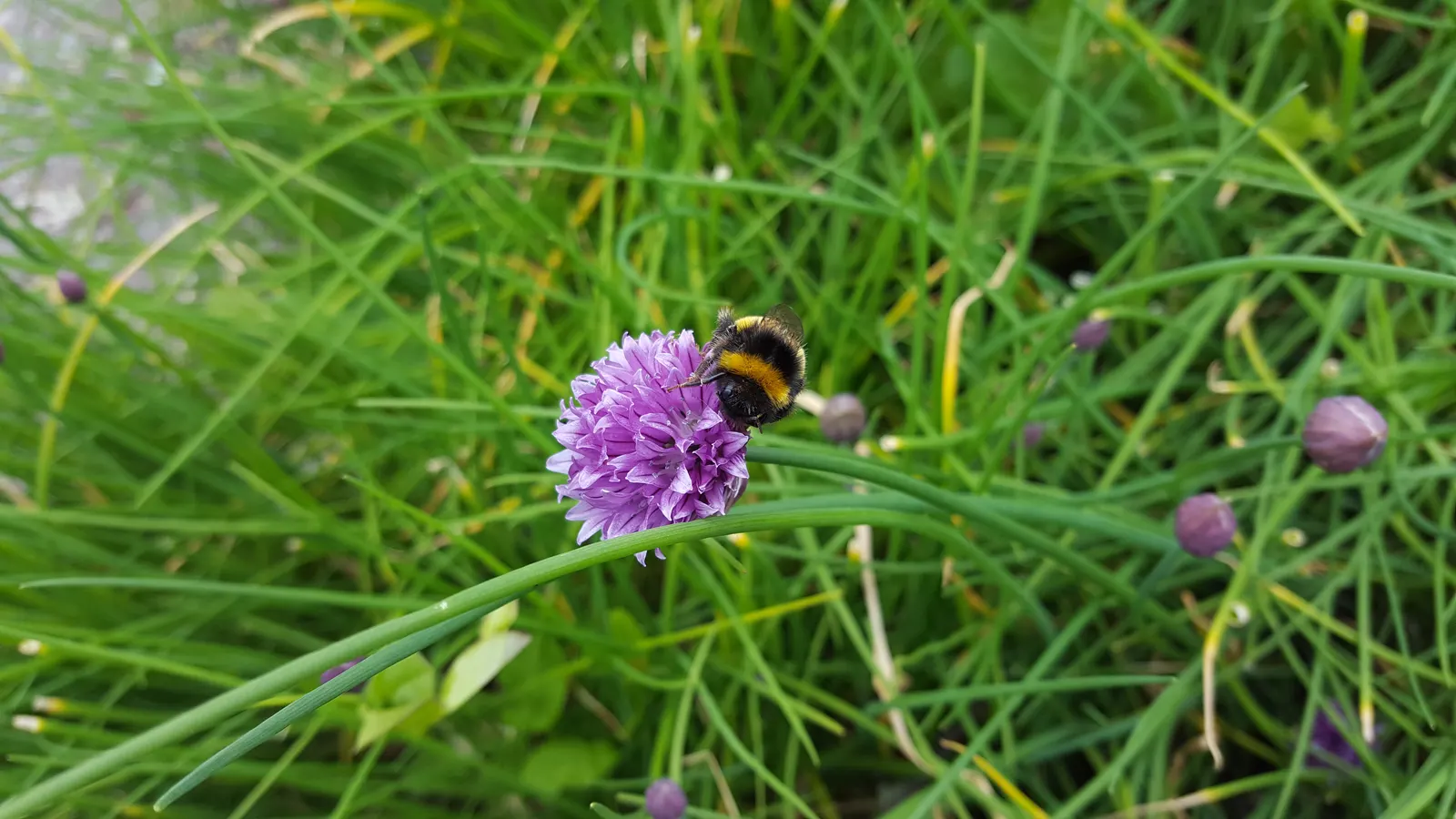 Chives (Allium Schoenoprasum) — Hardy in USDA zones 4-8, they thrive in full sun to partial shade and prefer well-drained soil; bulb with lavender and purple