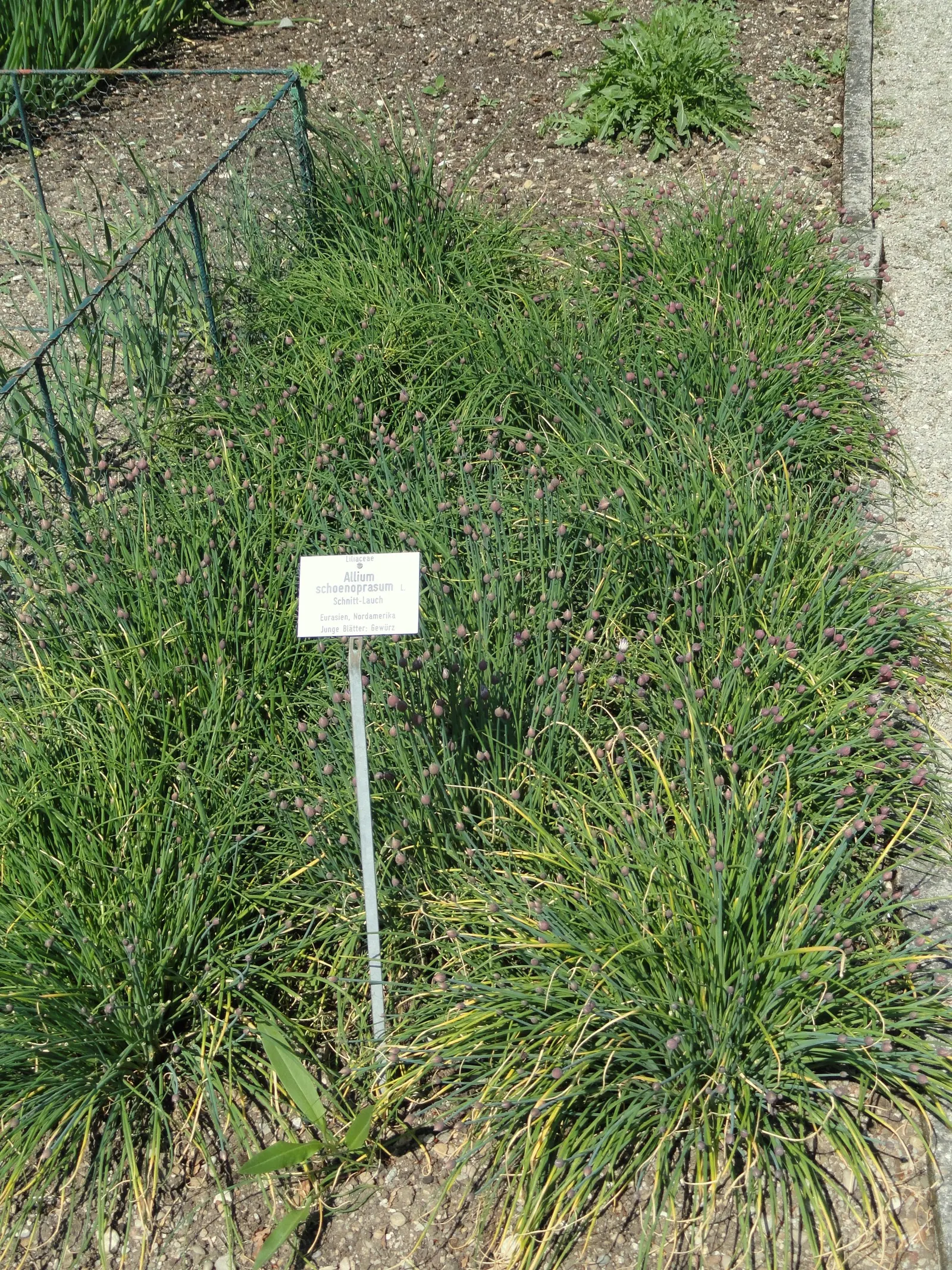 Chives (Allium Schoenoprasum) — chives are not only aesthetically pleasing but are also edible; only necessitating occasional watering and minimal, image 74
