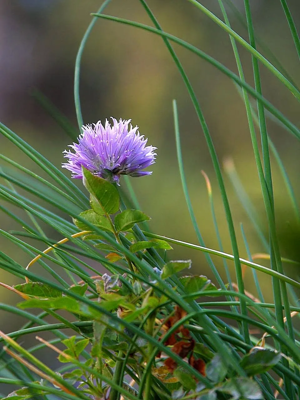 Chives (Allium Schoenoprasum) — bulb for full or half; with both leaves and flowers being suitable for culinary use, image 78