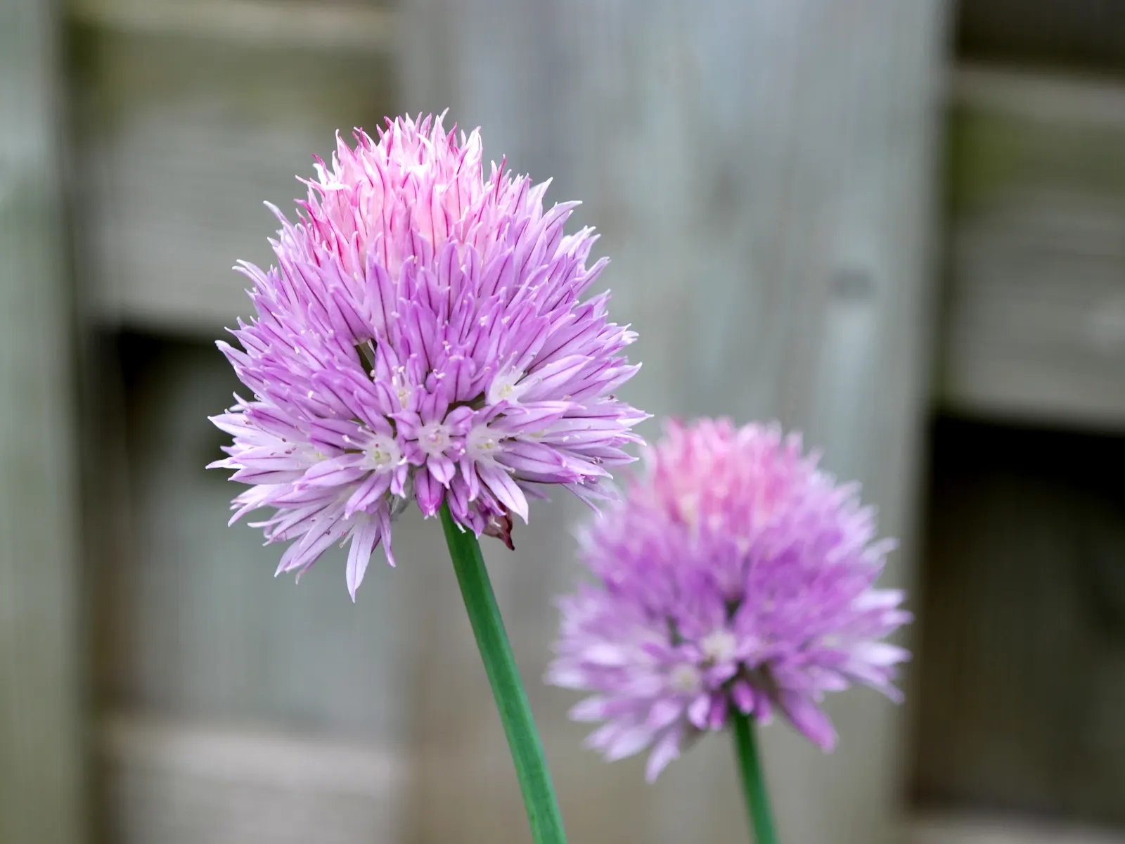 Chives (Allium Schoenoprasum) — Clusters of tube-shaped foliage reach up to 12-18 inches in height, offering a fresh green hue to any garden; these, image 55