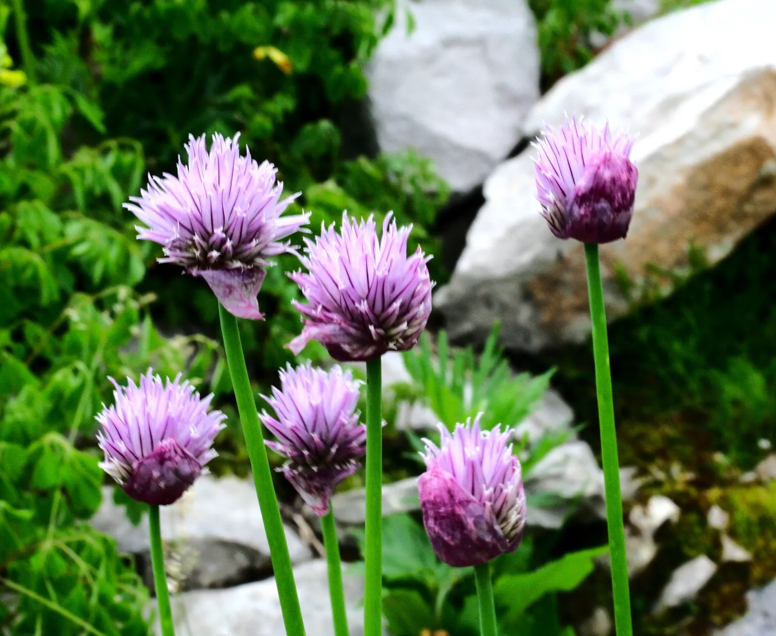 Chives (Allium Schoenoprasum) — Hardy in USDA zones 3 through 9; bringing with them a fresh, image 95