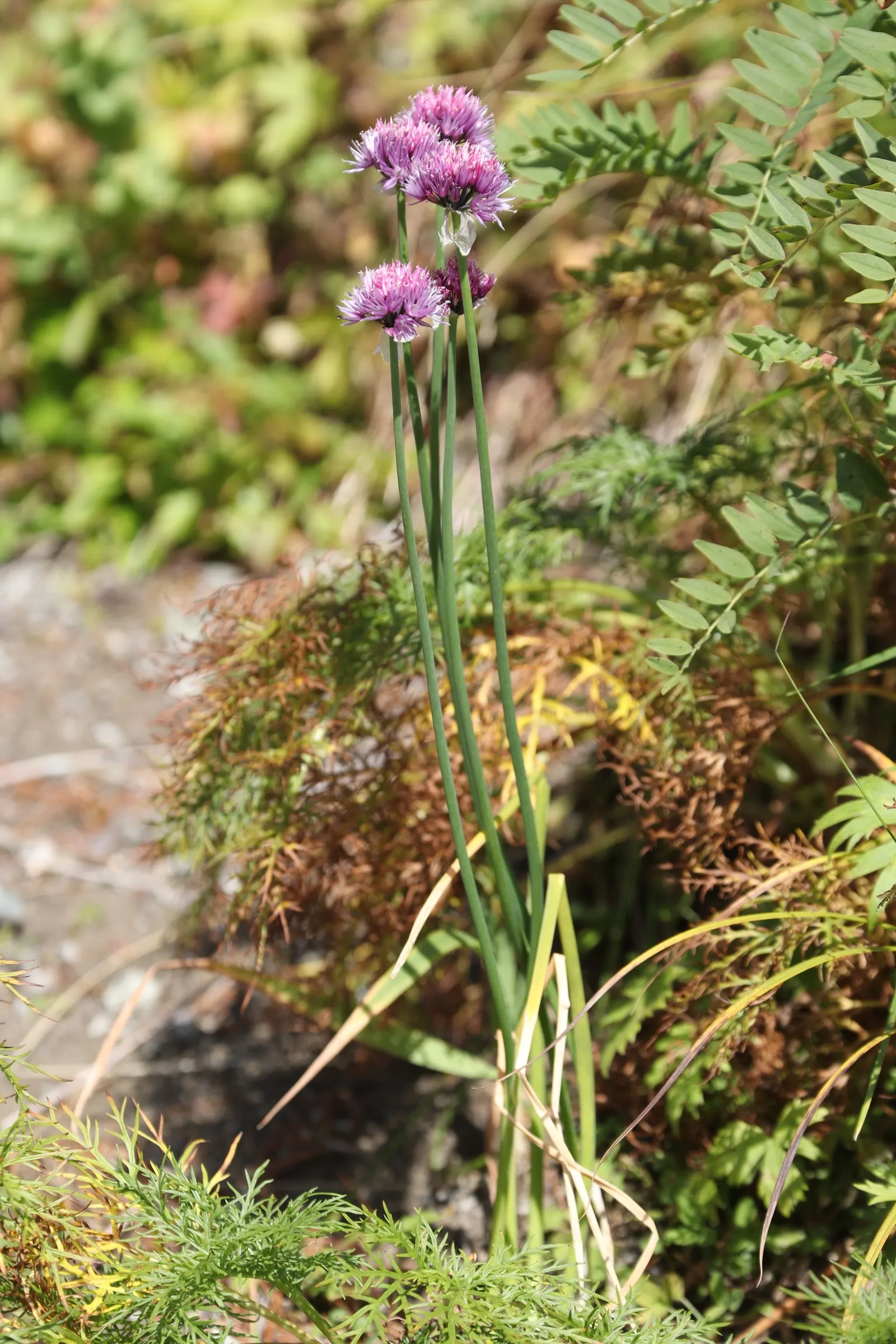 Chives (Allium Schoenoprasum) — adding a splash of color and are particularly attractive to pollinators such as bees and butterflies; summer, image 94