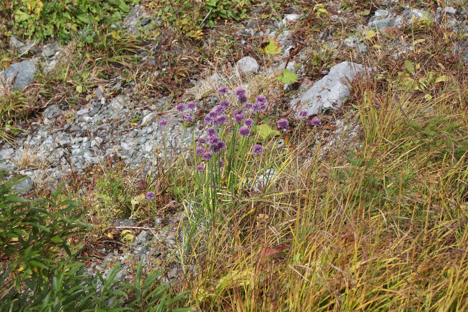Chives (Allium Schoenoprasum) — adding a splash of color and are particularly attractive to pollinators such as bees and butterflies; summer, image 68