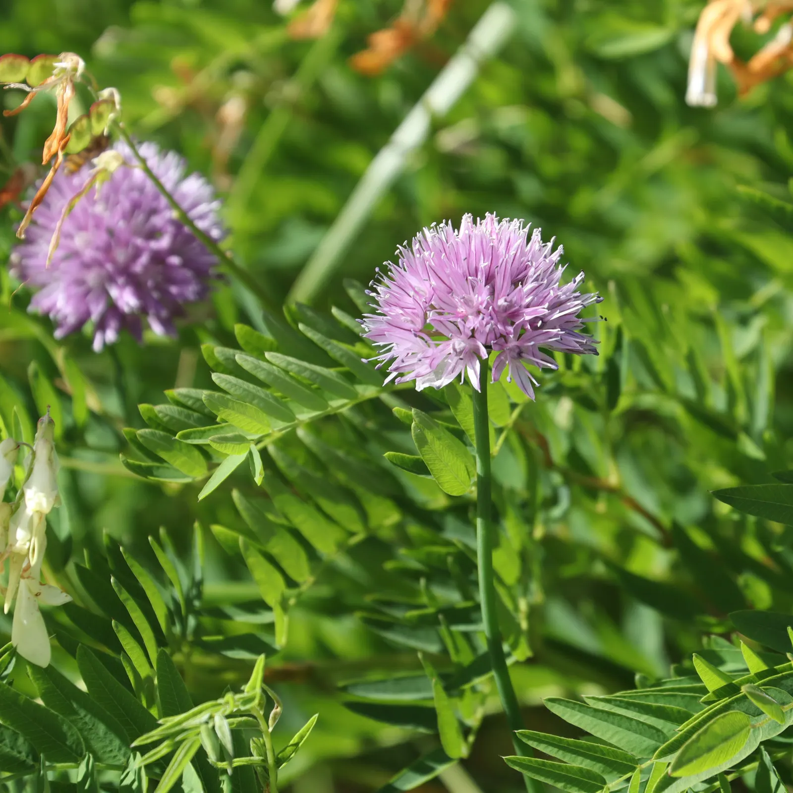 Chives (Allium Schoenoprasum) — Summer flowers attract pollinators, making them a dual-purpose addition: culinary and ornamental; space plants, image 109