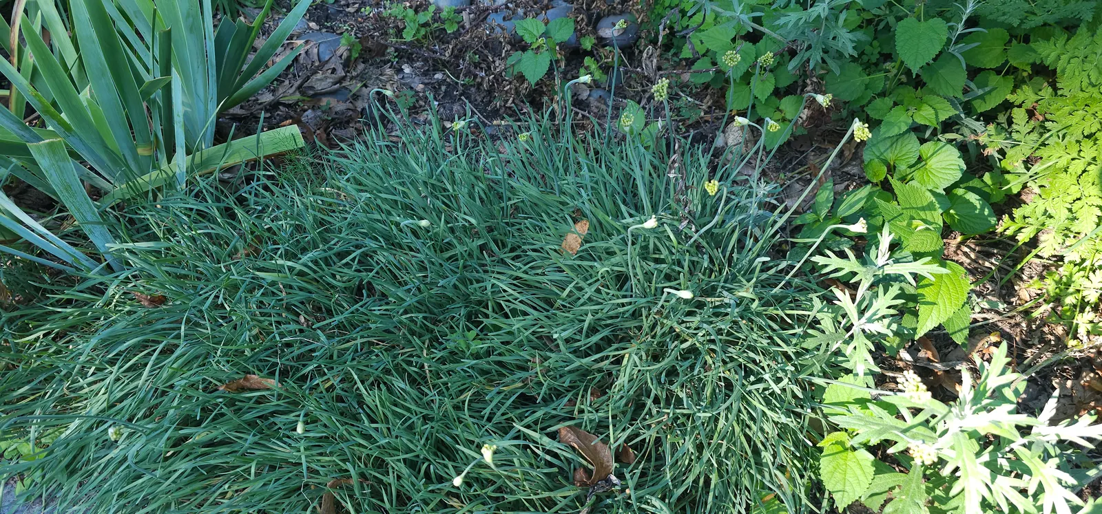 Chives (Allium Schoenoprasum) — making them a strong perennial choice