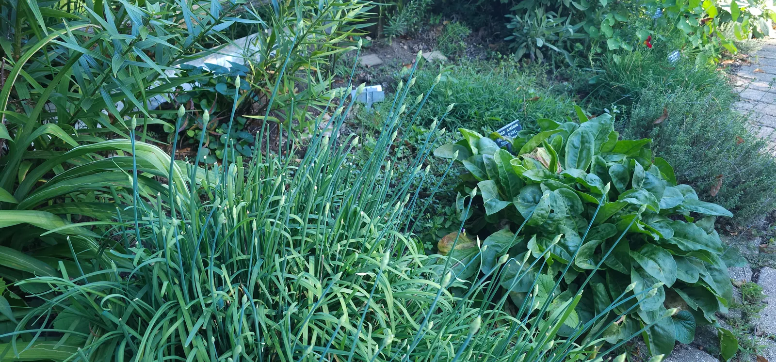 Chives (Allium Schoenoprasum) — these resilient plants can withstand cold winters; making them a strong perennial choice, image 96