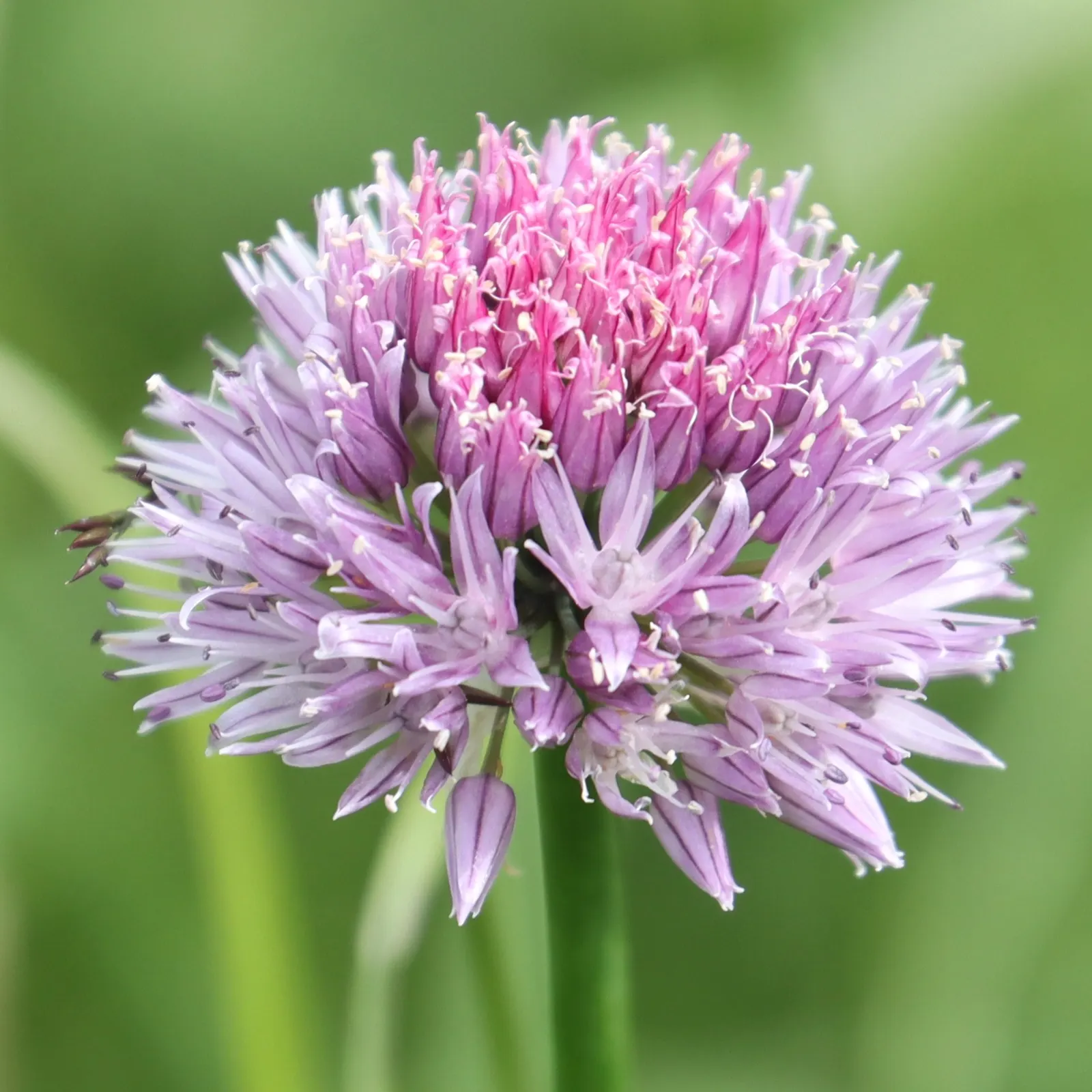 Chives (Allium Schoenoprasum) — Space plants approximately 8-12 inches apart; onion-like flavor that is a staple in various cuisines