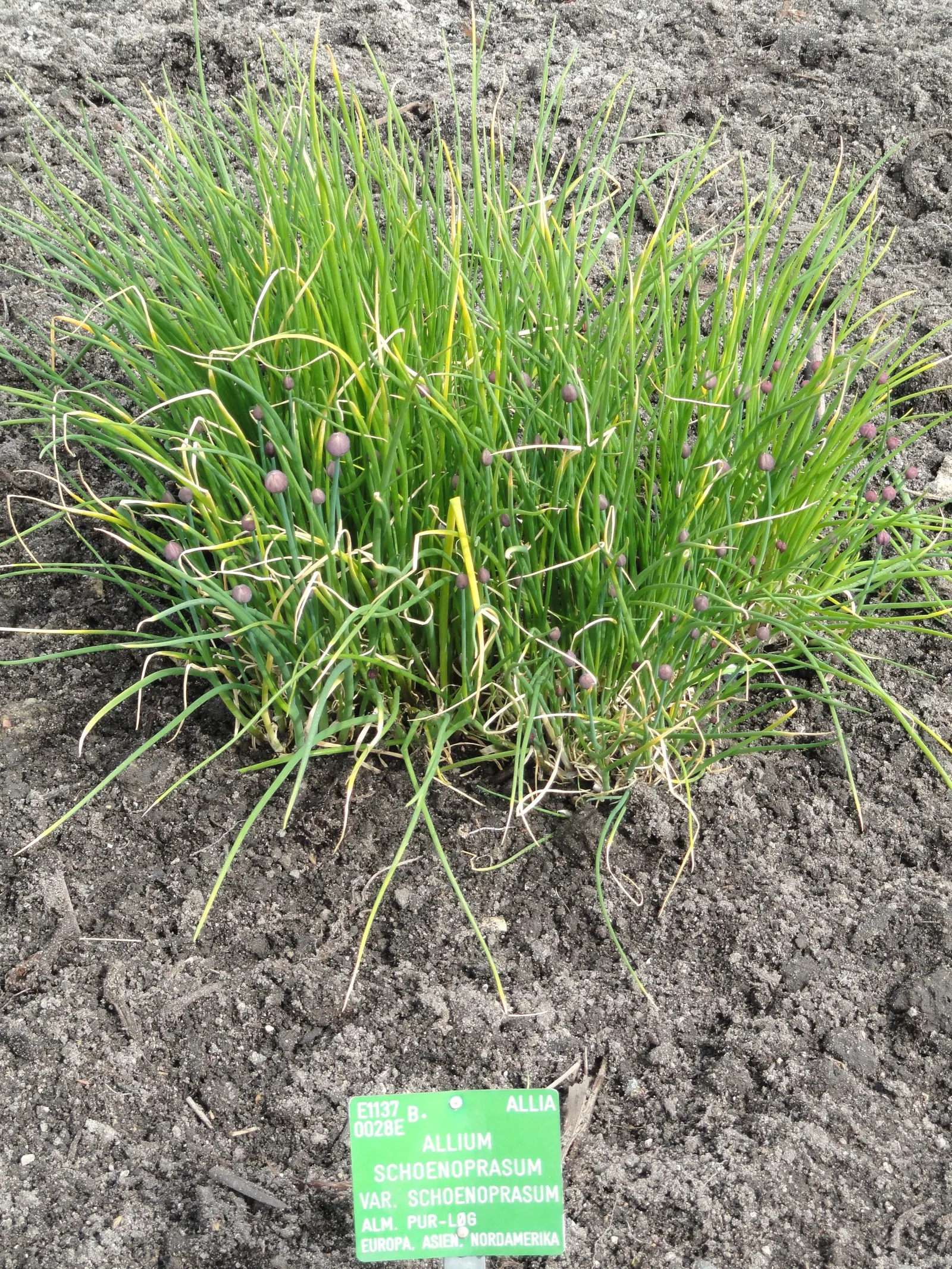 Chives (Allium Schoenoprasum) — chives are low maintenance; is a perennial herb that is both ornamental and functional, image 98