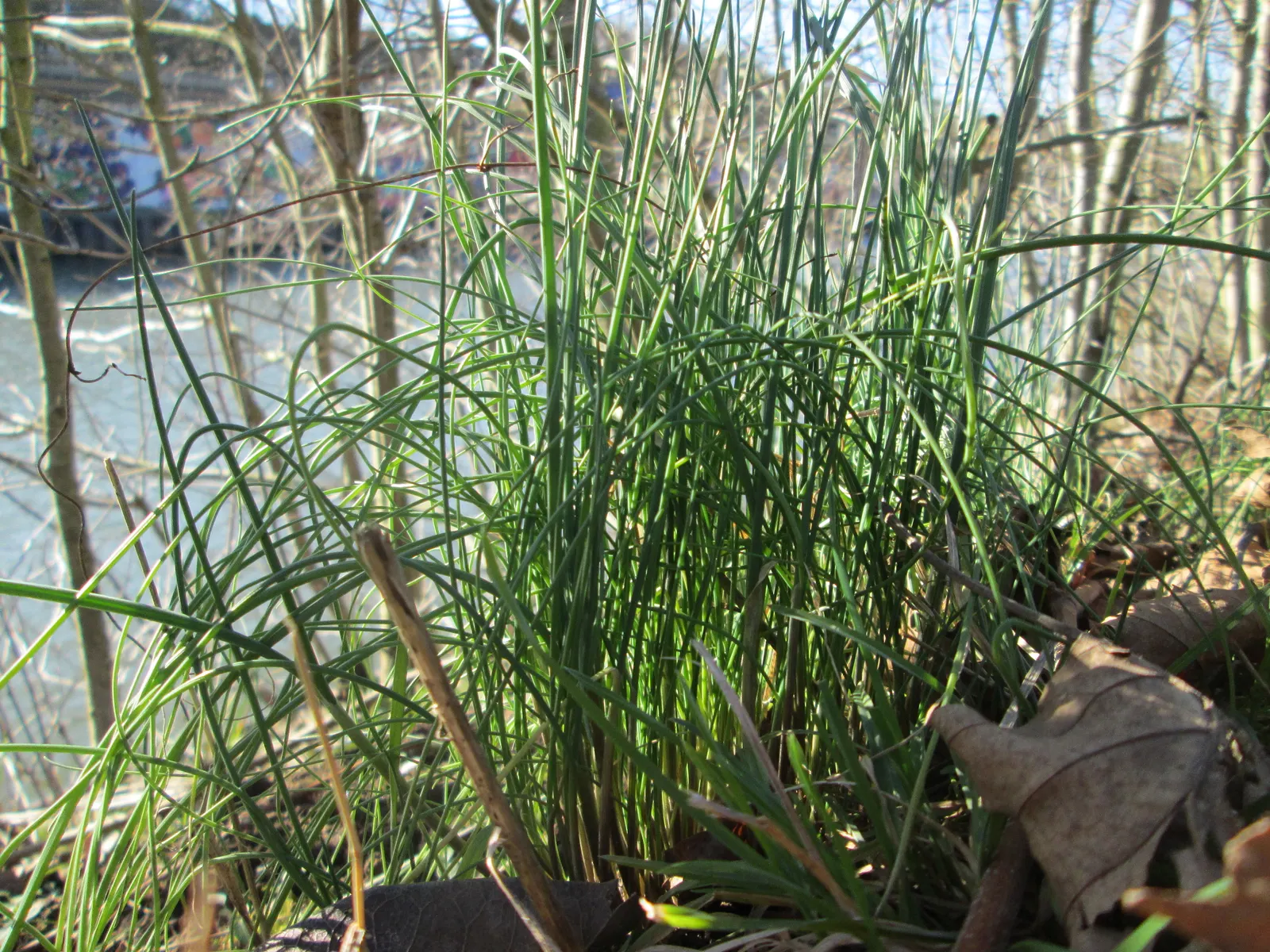 Chives (Allium Schoenoprasum) — bringing with them a fresh