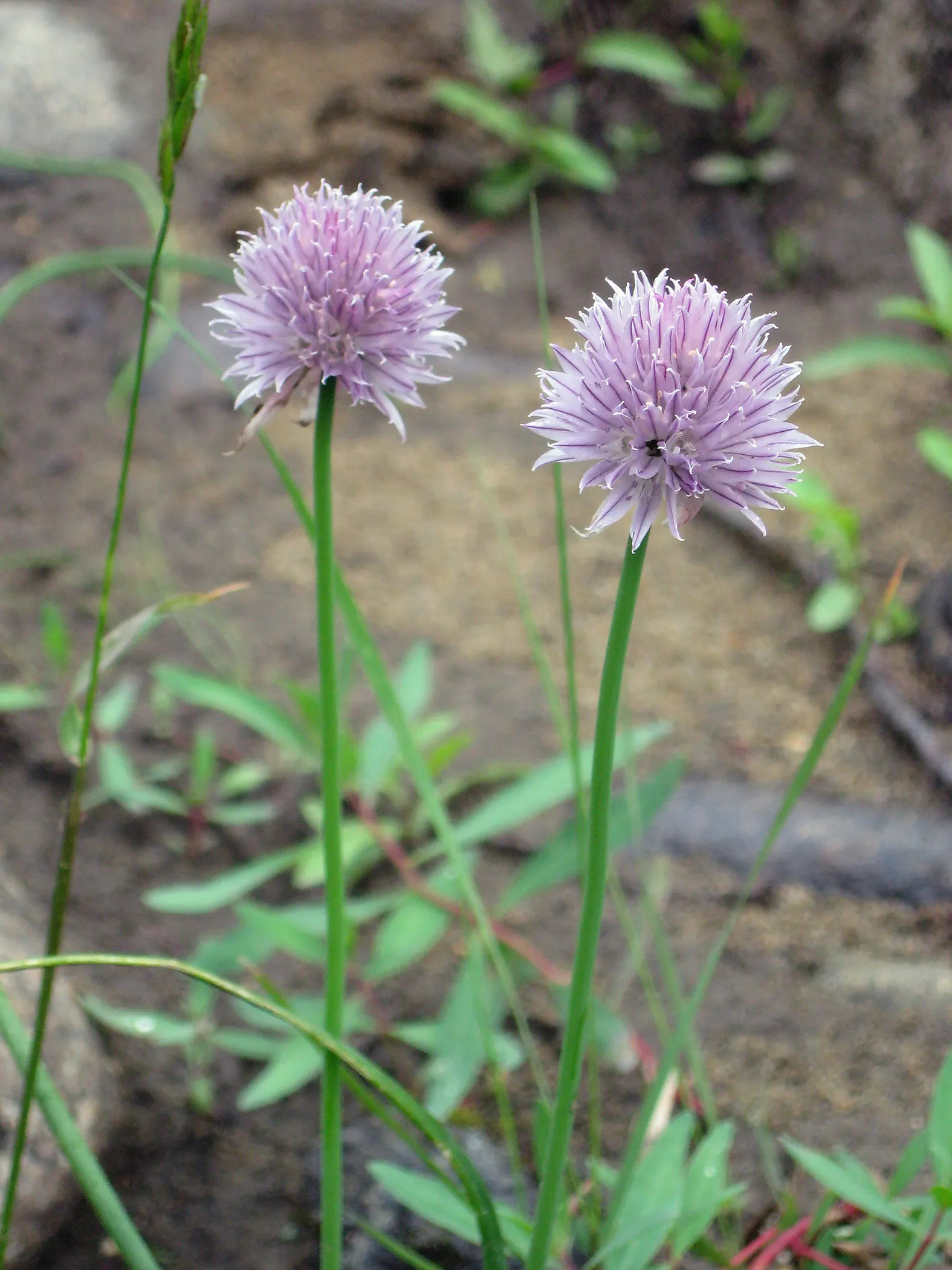 Chives (Allium Schoenoprasum) — onion-like flavor that is a staple in various cuisines