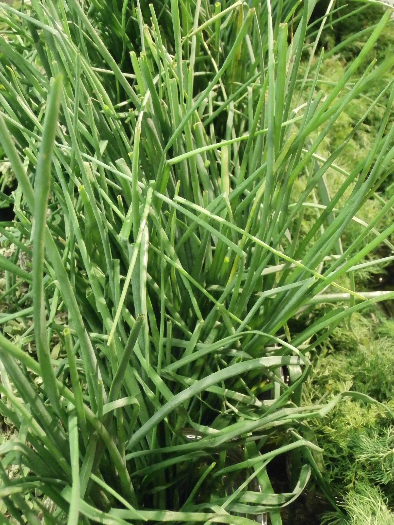 Chives (Allium Schoenoprasum) — valued for their onion-flavored leaves and charming purple blooms; chives emerge early in spring, image 54