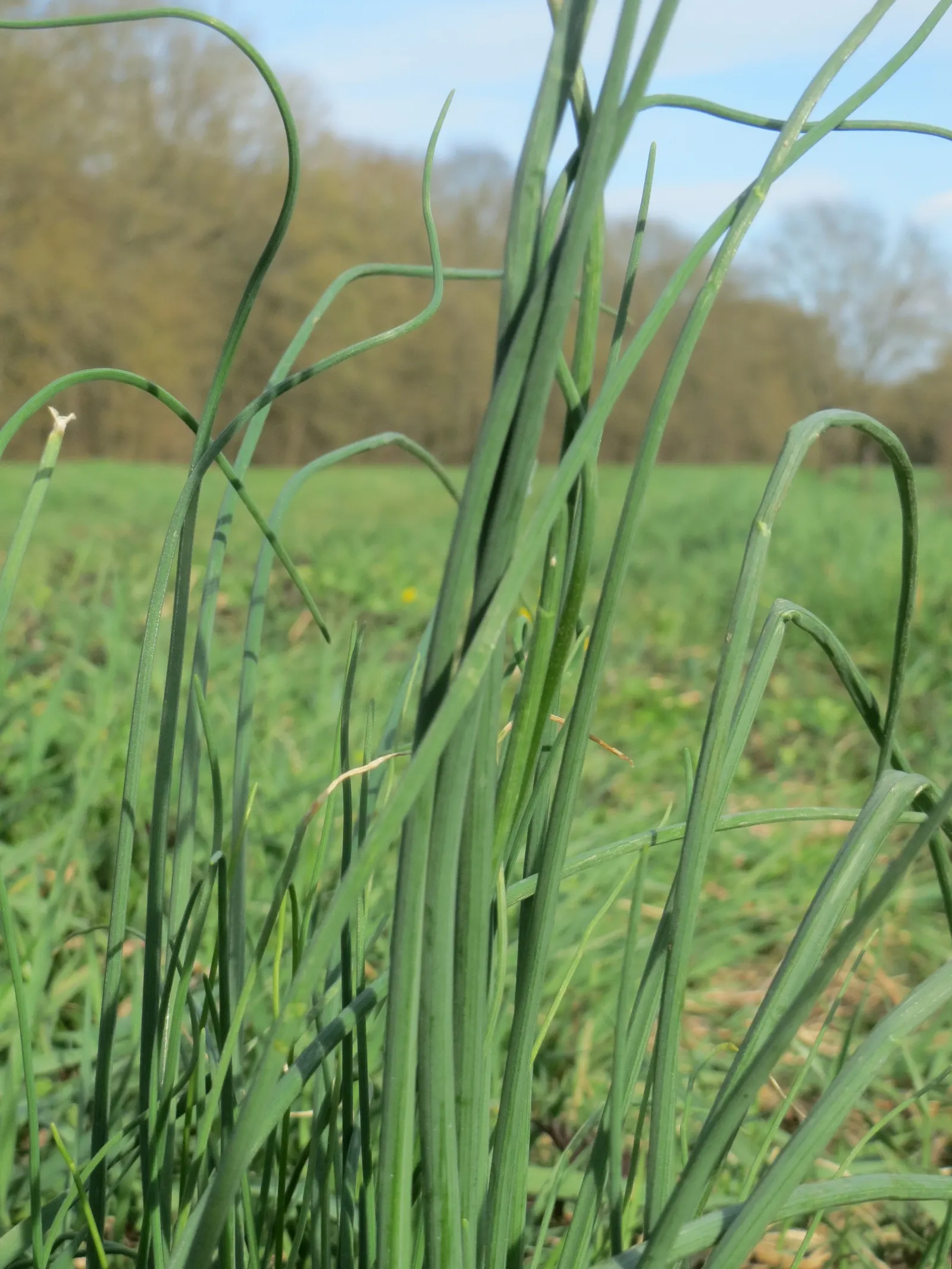 Chives (Allium Schoenoprasum) — Growing to a mature height of 12 to 18 inches; making it a versatile addition to any garden design, image 113