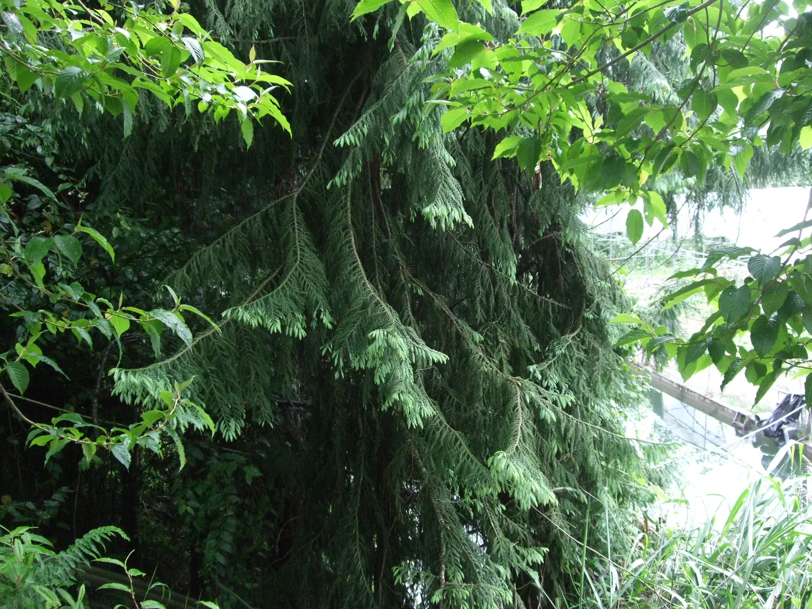 Taiwania (Taiwania Cryptomerioides) — contributing to a multisensory garden experience, image 60
