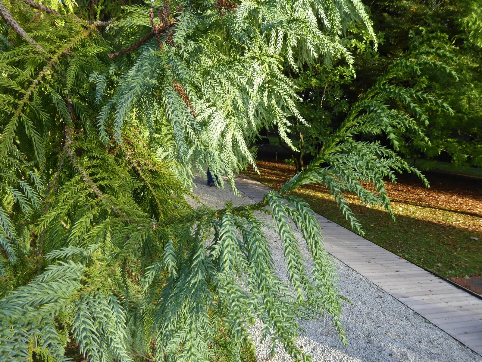Taiwania (Taiwania Cryptomerioides) — conifer / tree for full