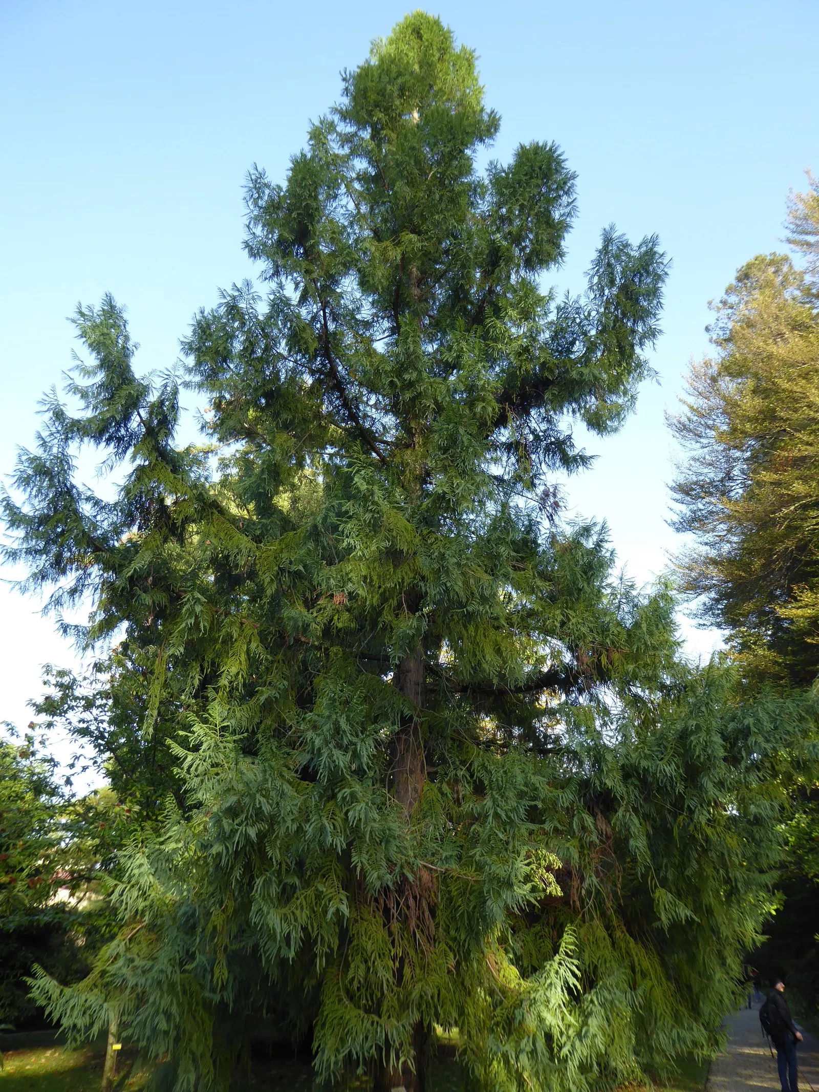 Taiwania (Taiwania Cryptomerioides) — adding an air of ancient elegance to any landscape design