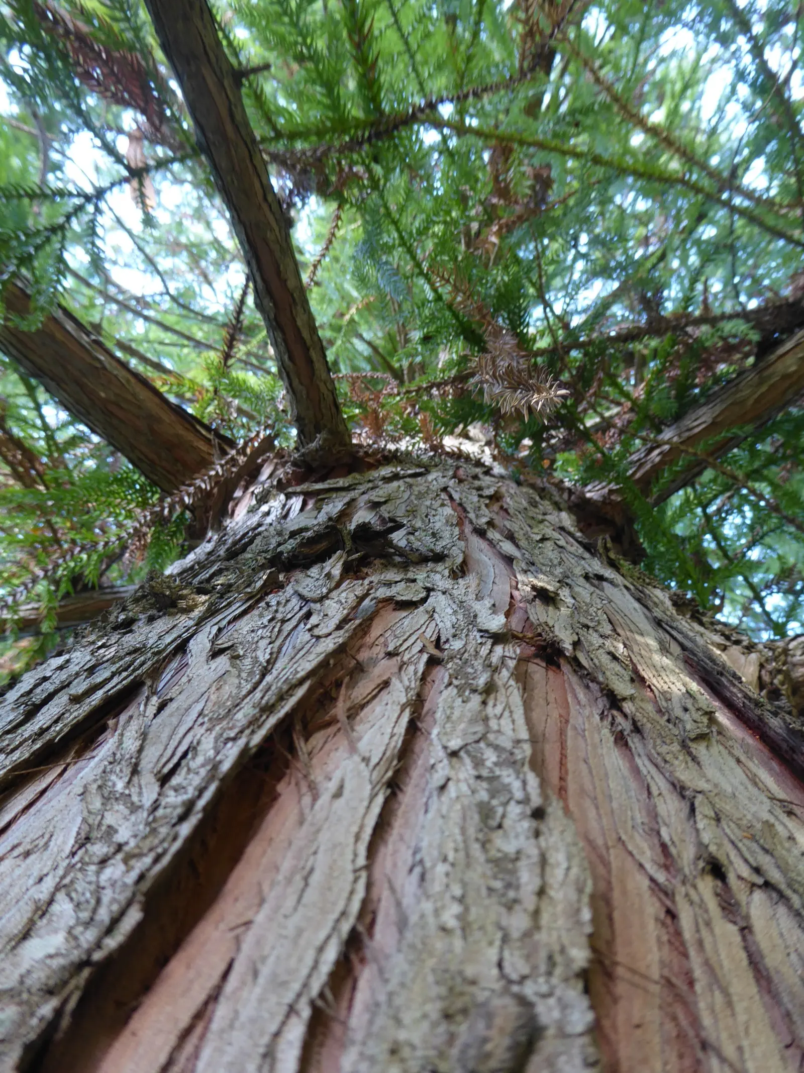 Taiwania (Taiwania Cryptomerioides) — with a trunk diameter ranging from 6 to 10 feet, image 32