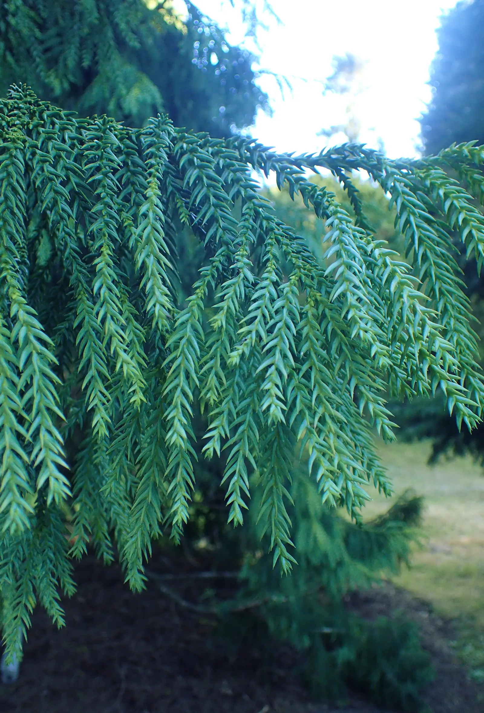 Taiwania (Taiwania Cryptomerioides) — making it a stunning focal point in large landscapes; contributing to a multisensory garden experience, image 45