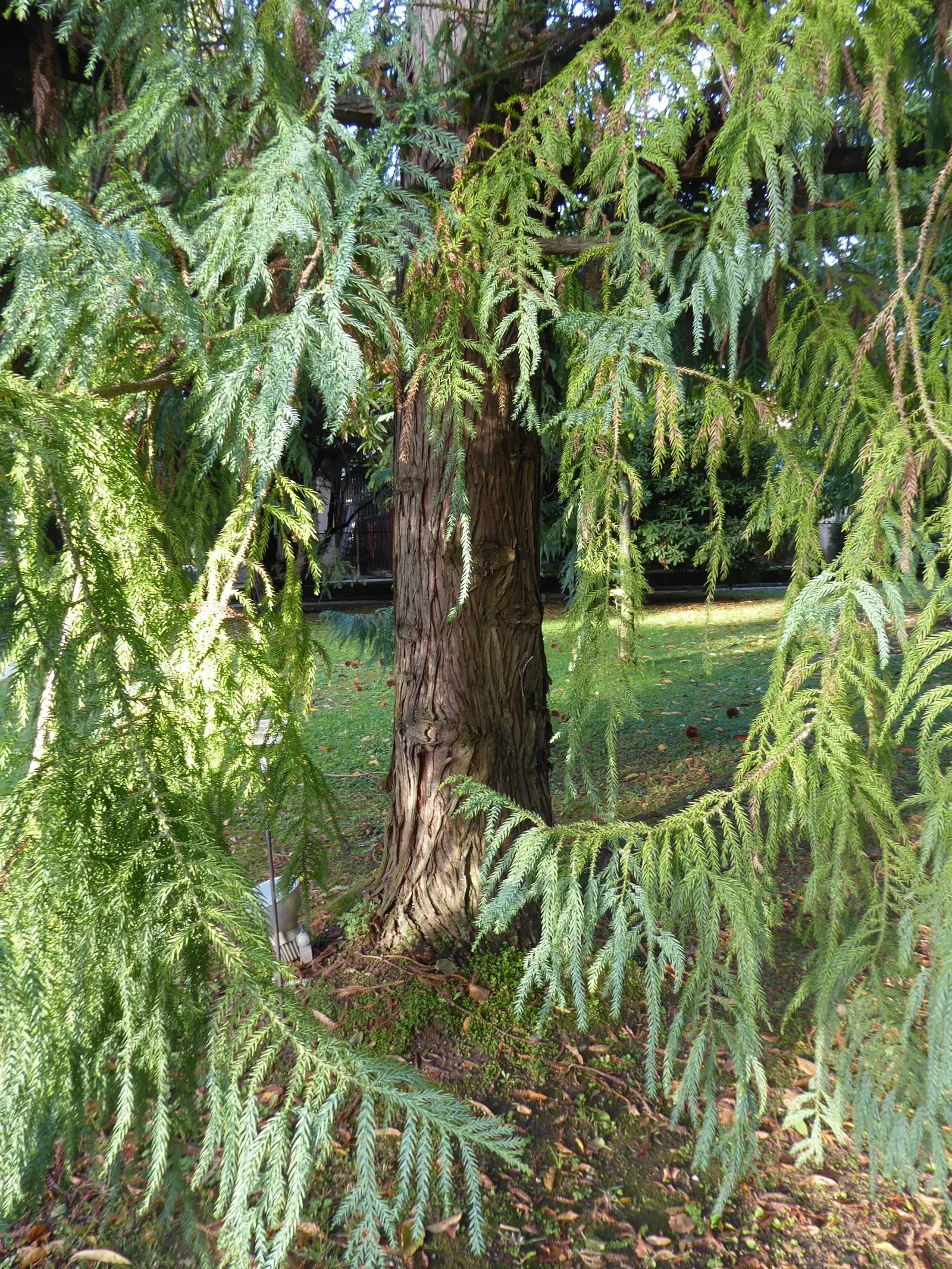 Taiwania (Taiwania Cryptomerioides) — As a landscape architect's assistant