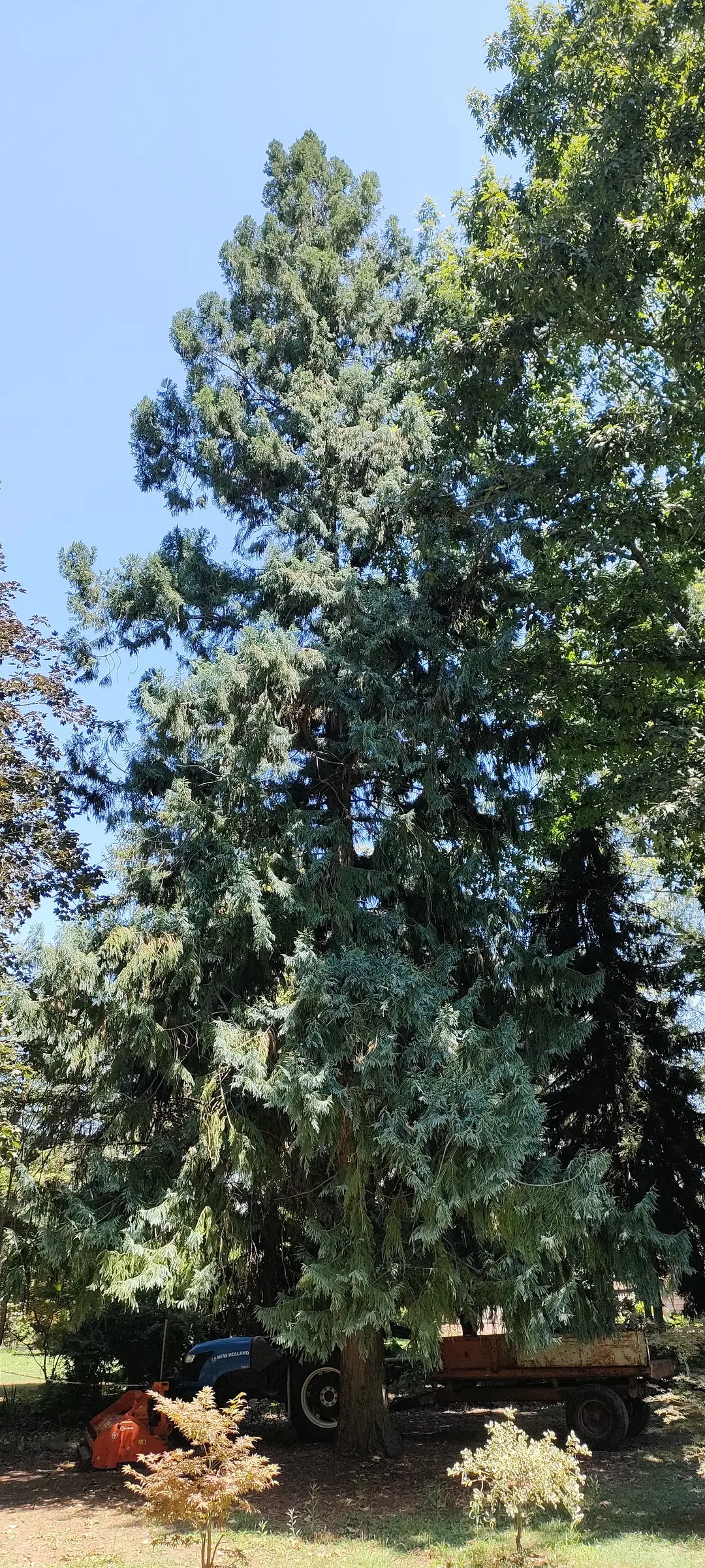 Taiwania (Taiwania Cryptomerioides) — The canopy forms a pyramidal shape; contributing to a multisensory garden experience