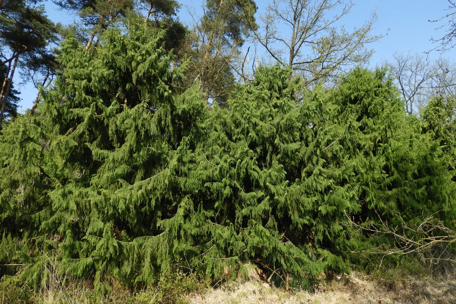 Taiwania (Taiwania Cryptomerioides) — As a landscape architect's assistant; with a trunk diameter ranging from 6 to 10 feet