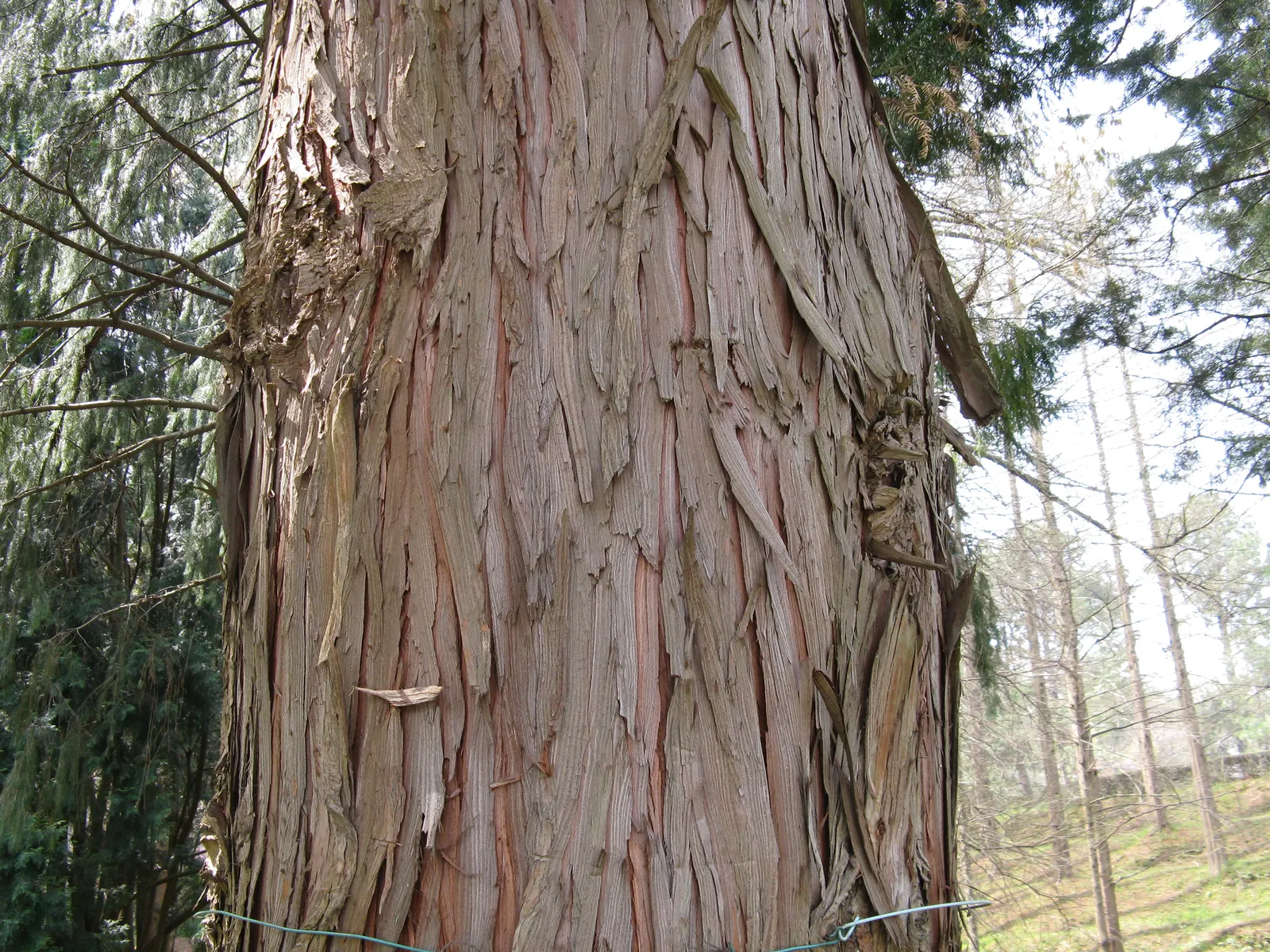 Taiwania (Taiwania Cryptomerioides) — commonly referred to as Taiwania