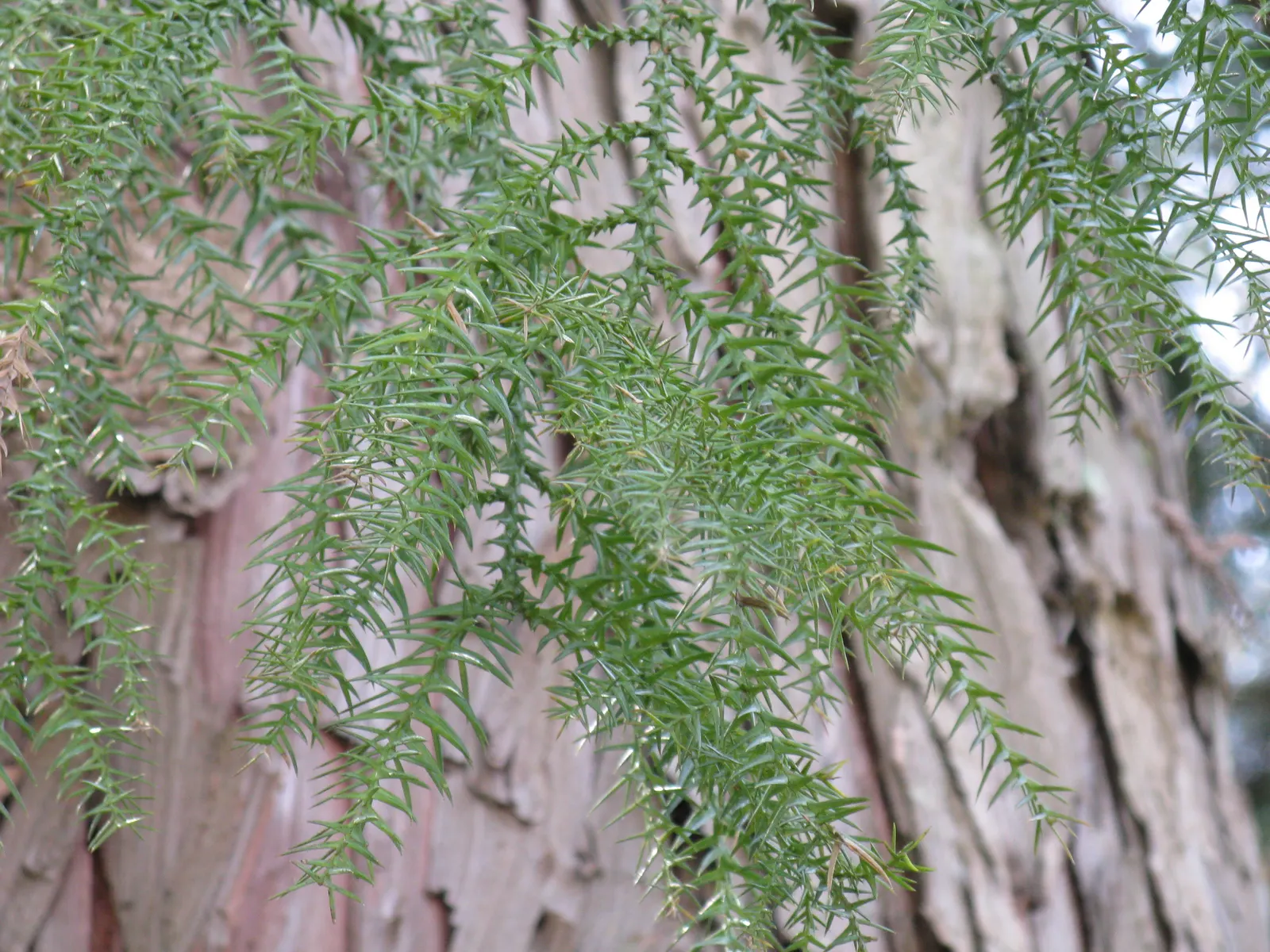 Taiwania (Taiwania Cryptomerioides) — An adult Taiwania typically reaches heights between 150 to 200 feet; feathery foliage that transitions from bright green