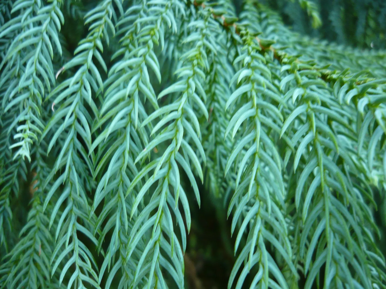 Taiwania (Taiwania Cryptomerioides) — the tree's fragrant wood also emits a delicate scent; with a trunk diameter ranging from 6 to 10 feet, image 59
