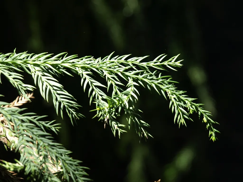 Taiwania (Taiwania Cryptomerioides) — Though it can tolerate short dry spells once established