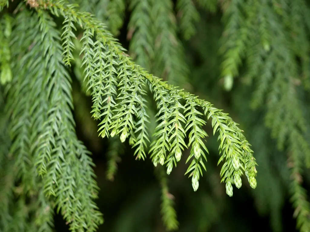 Taiwania (Taiwania Cryptomerioides) — The canopy forms a pyramidal shape