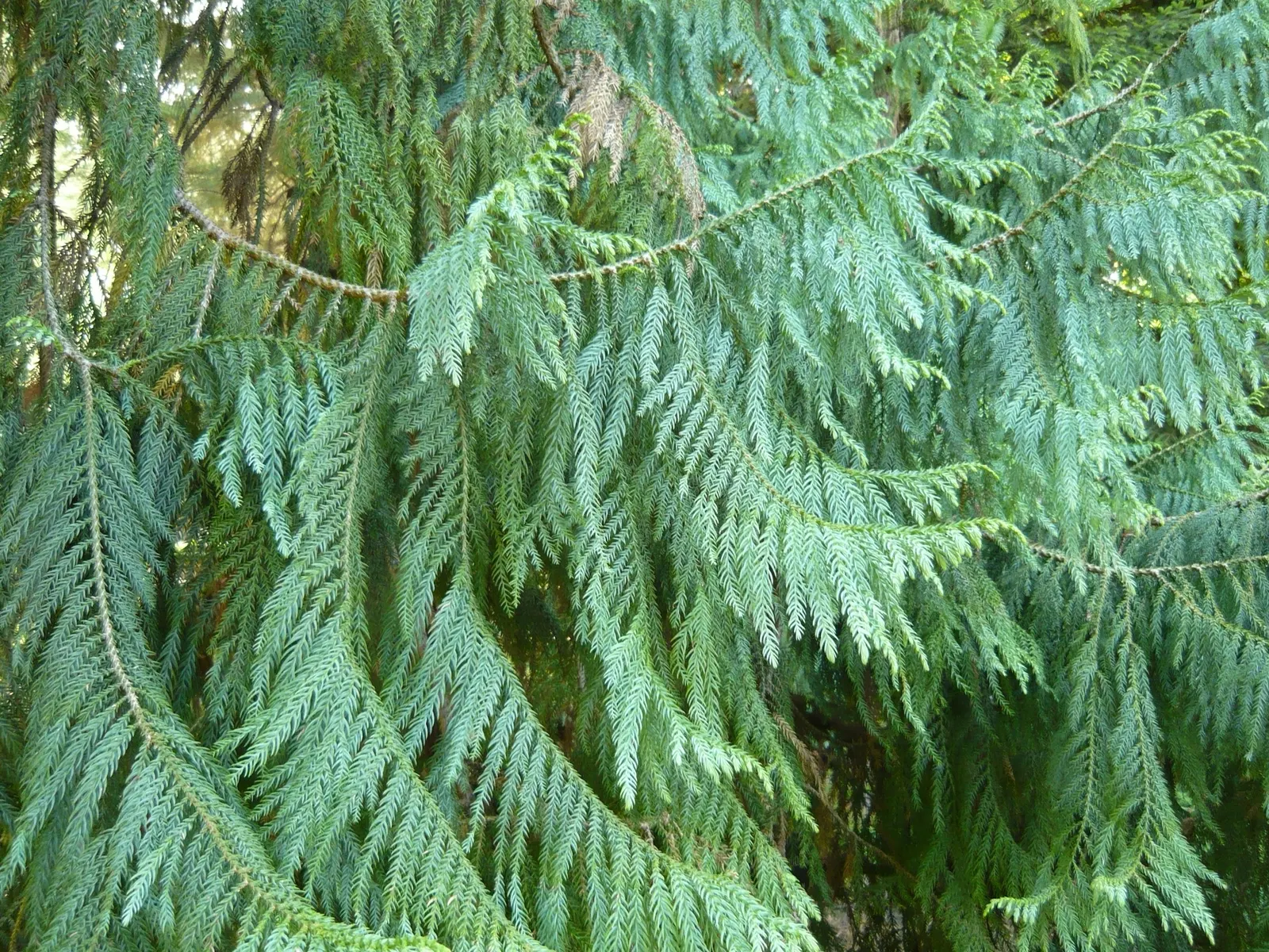 Taiwania (Taiwania Cryptomerioides) — with a trunk diameter ranging from 6 to 10 feet, image 53