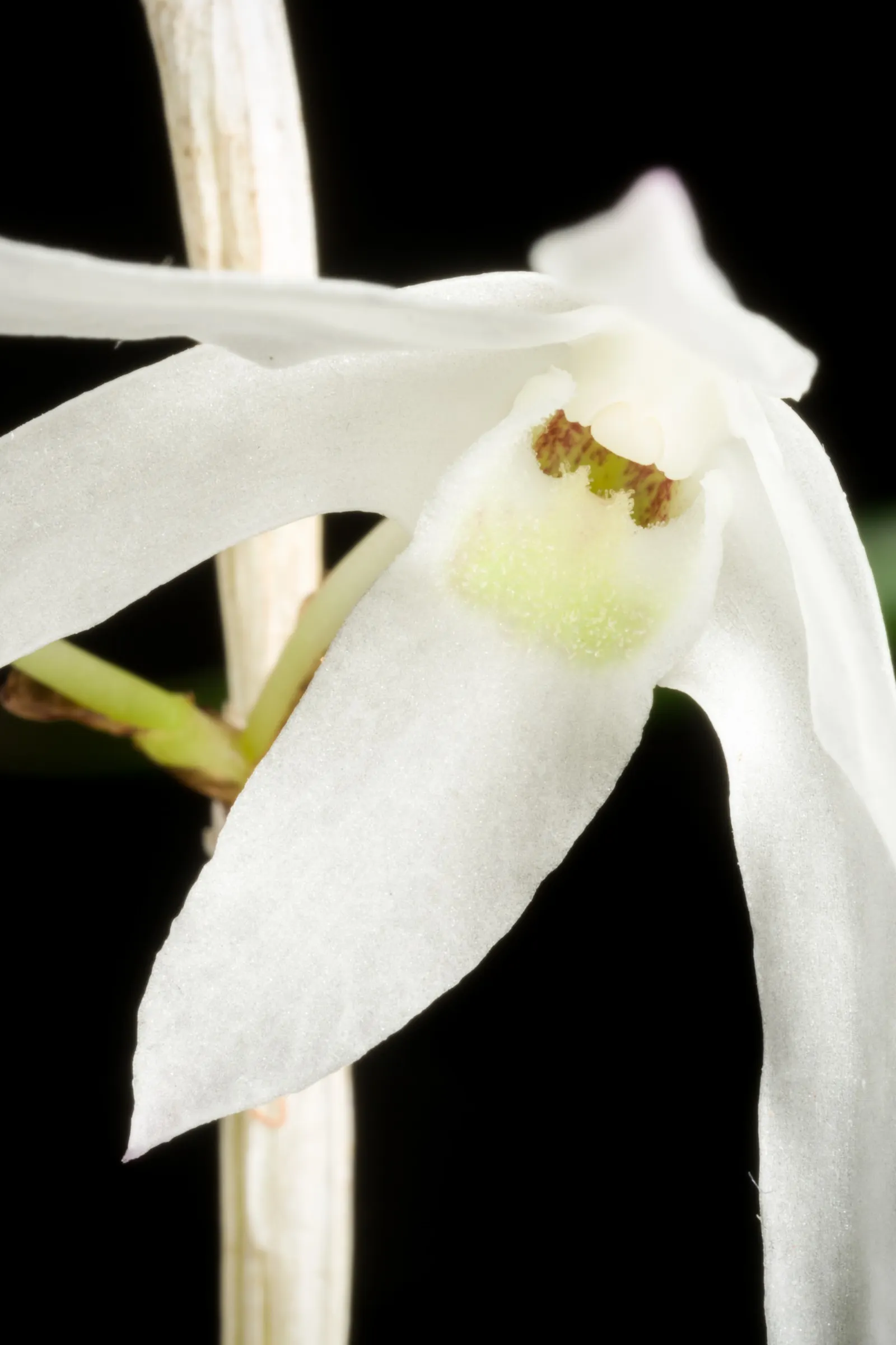 Taiwania (Taiwania Cryptomerioides) — it should be allocated ample space to thrive