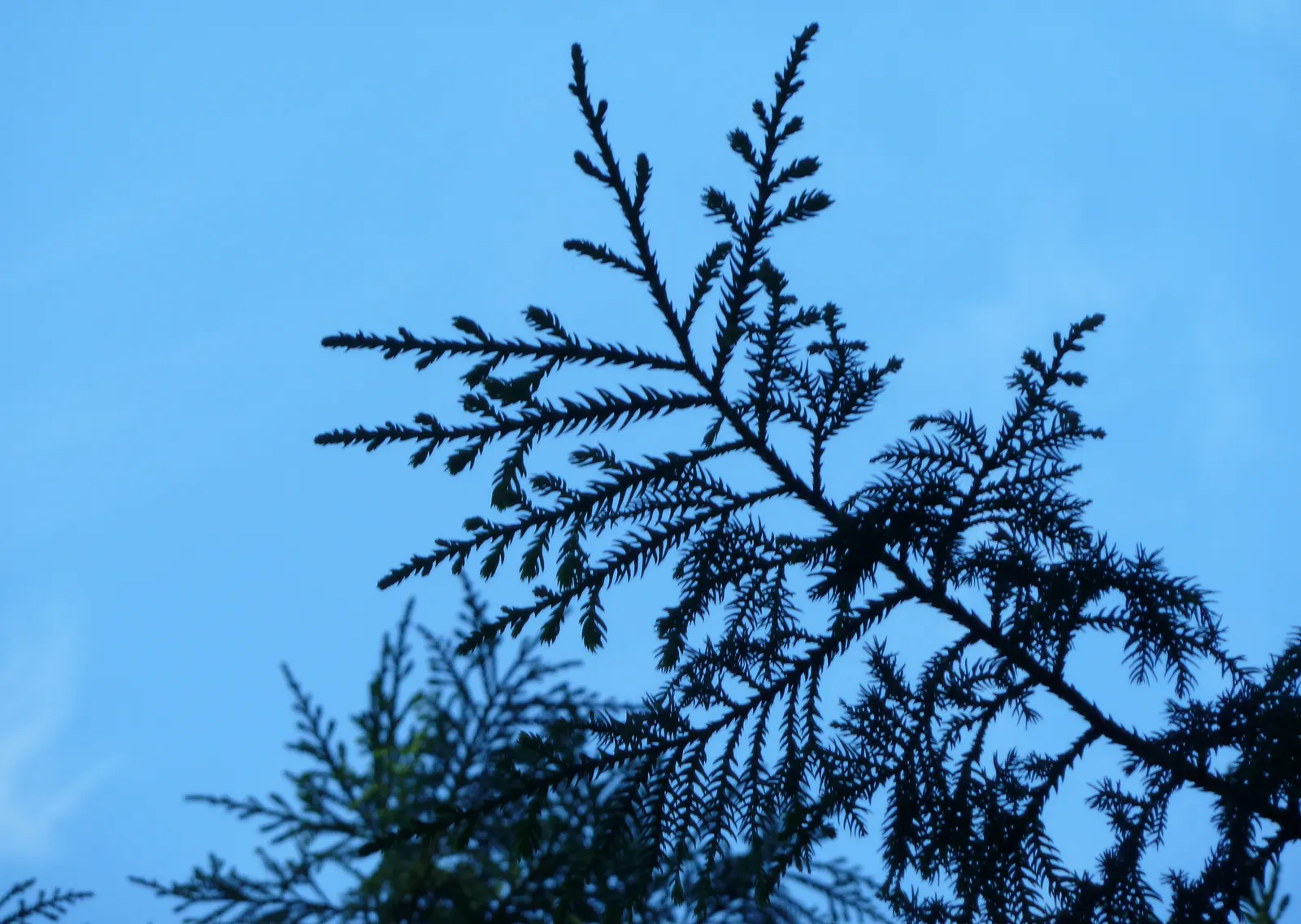 Taiwania (Taiwania Cryptomerioides) — commonly referred to as Taiwania; contributing to a multisensory garden experience
