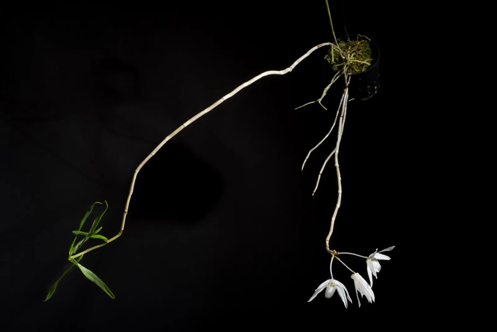 Taiwania (Taiwania Cryptomerioides) — commonly referred to as Taiwania; contributing to a multisensory garden experience, image 48