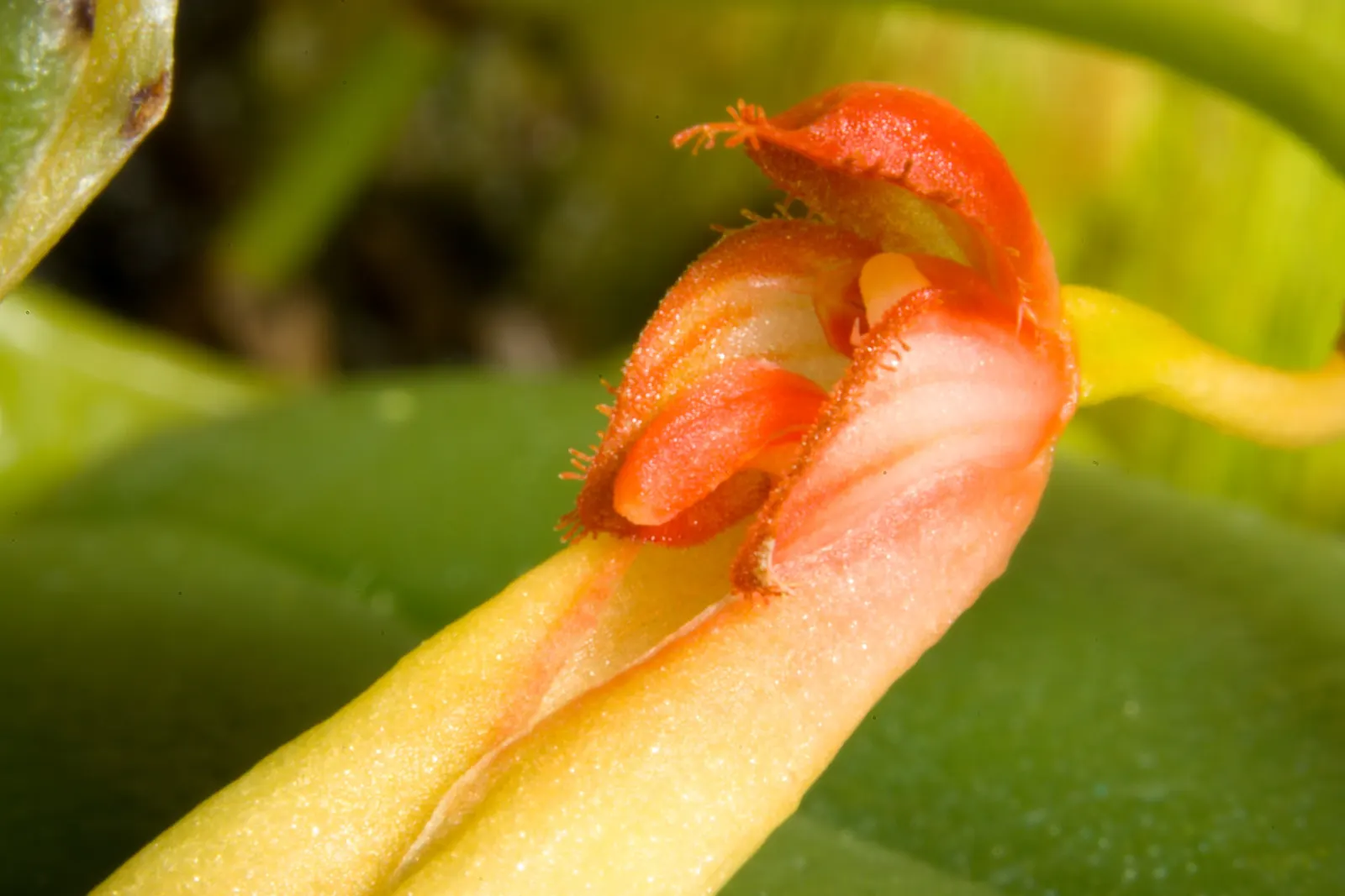 Taiwania (Taiwania Cryptomerioides) — For optimal growth, it prefers full sun to partial shade and well-draining, acidic to neutral soil